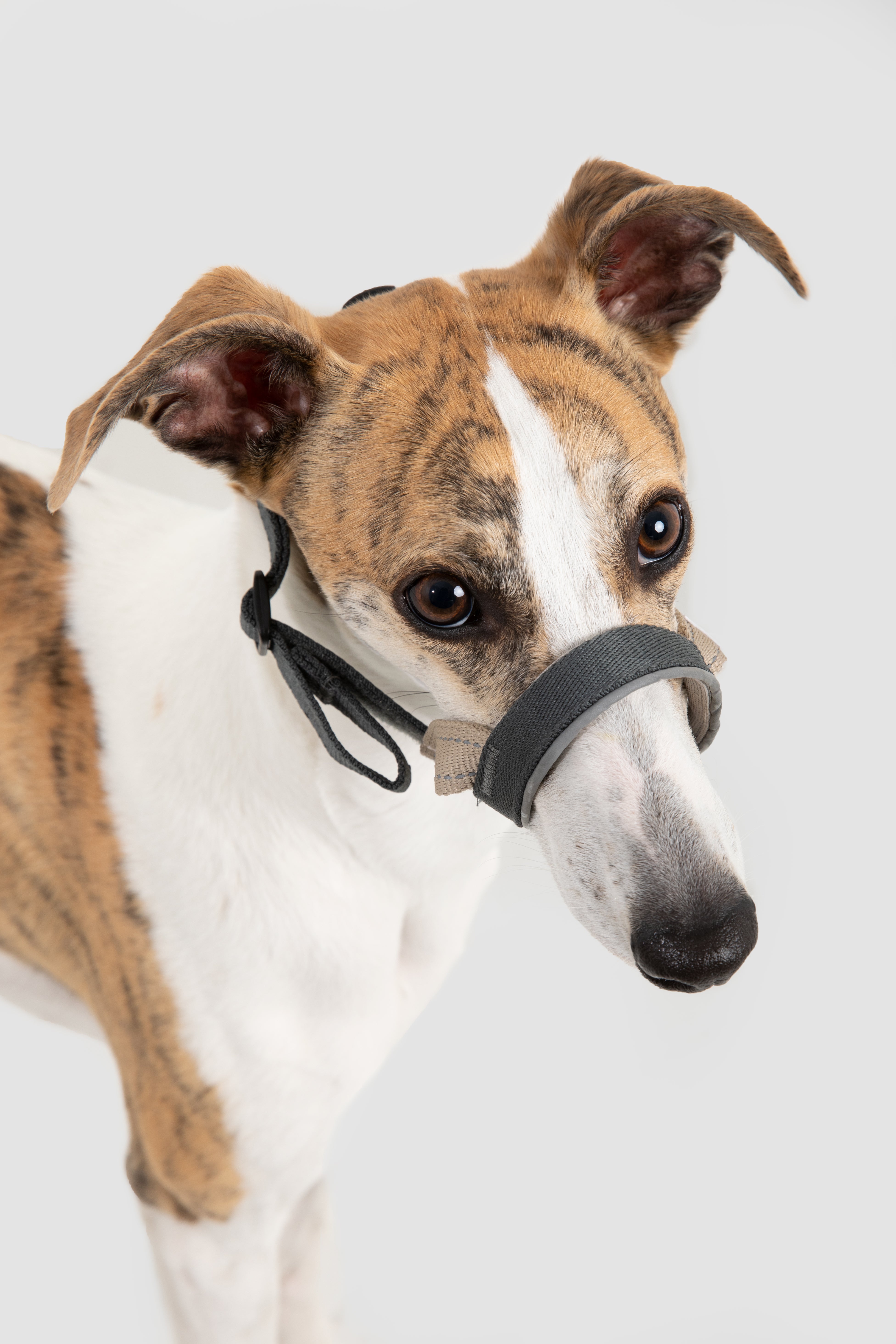 Multi-Function Training Dog Head Collar
