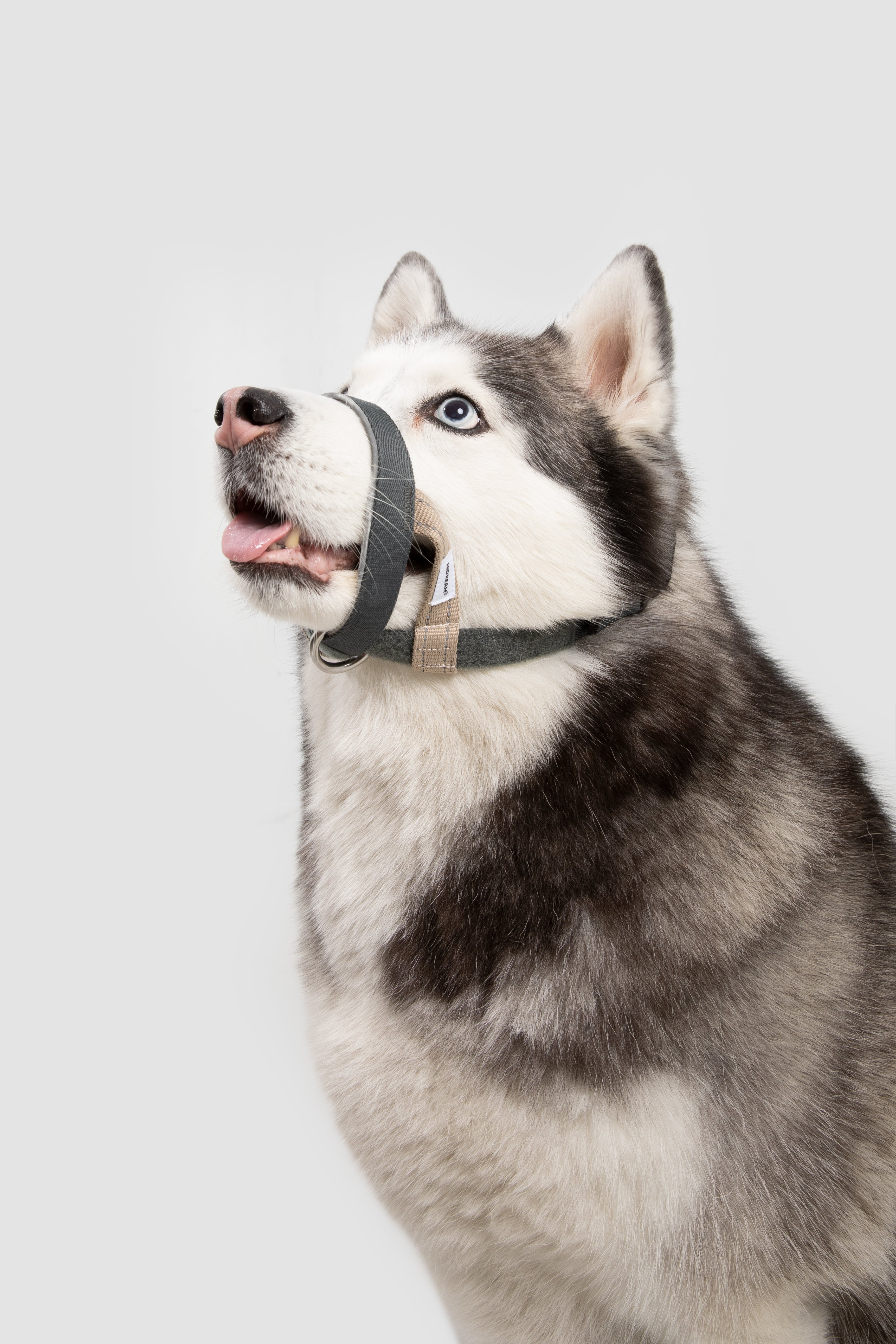 Multi-Function Training Dog Head Collar