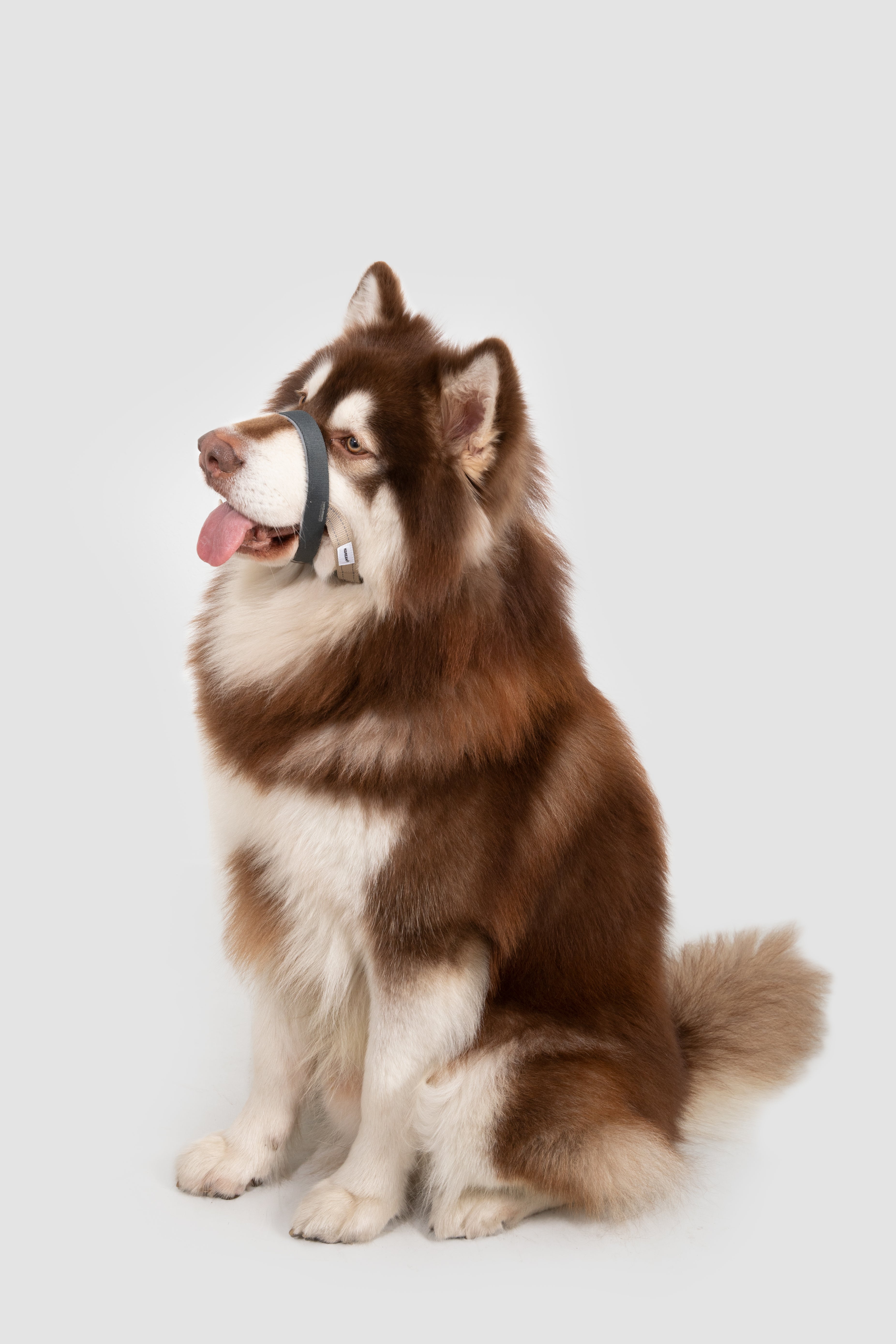 Multi-Function Training Dog Head Collar
