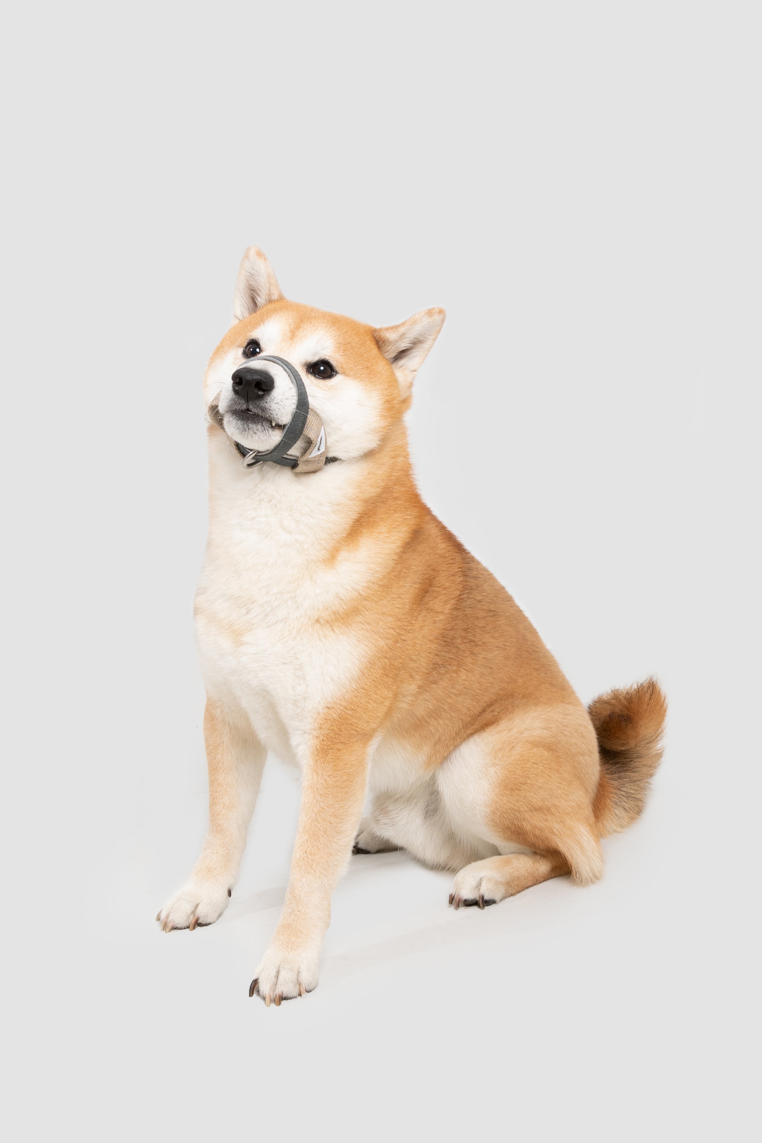 Multi-Function Training Dog Head Collar