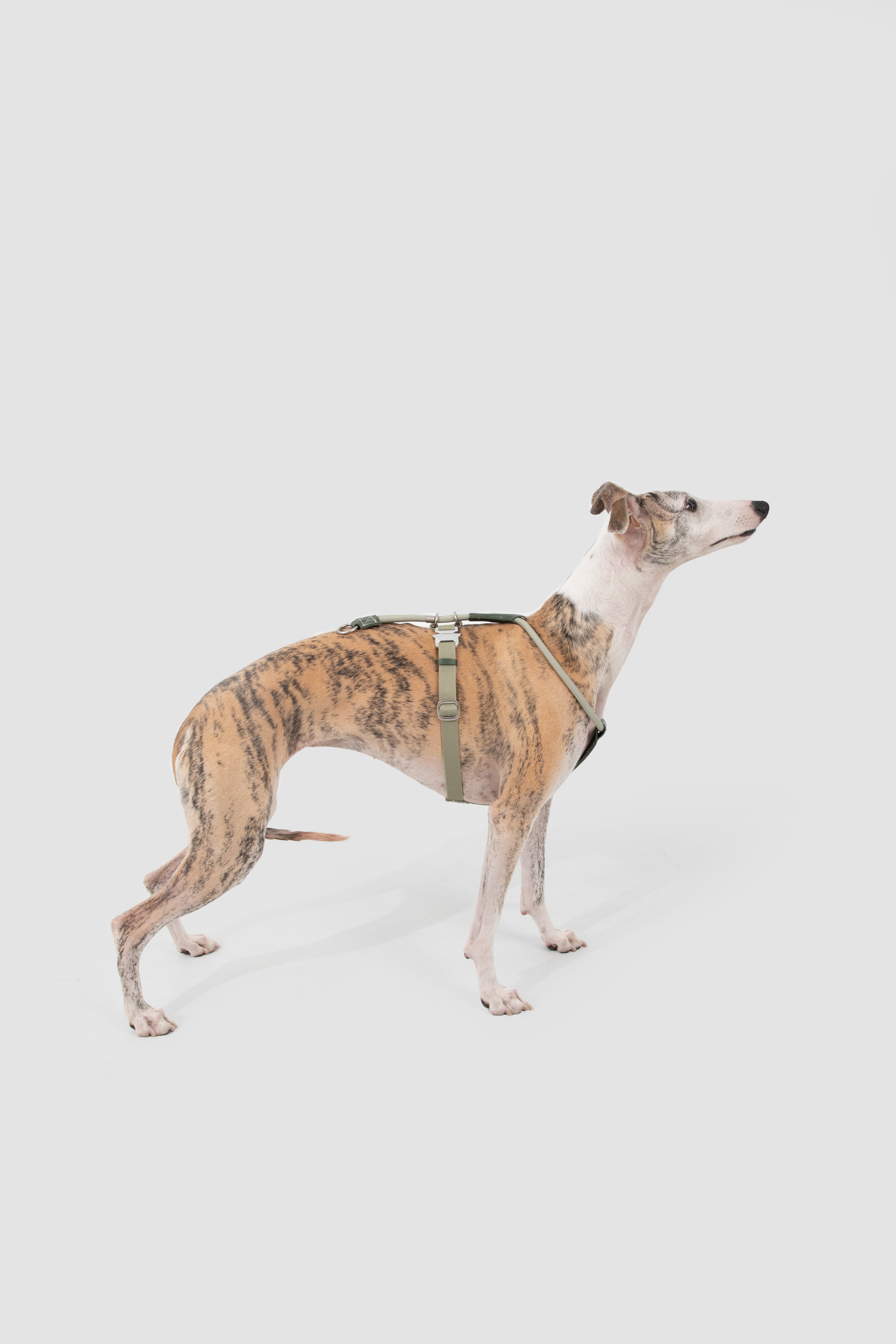 Leather Round Rope Dog Harness