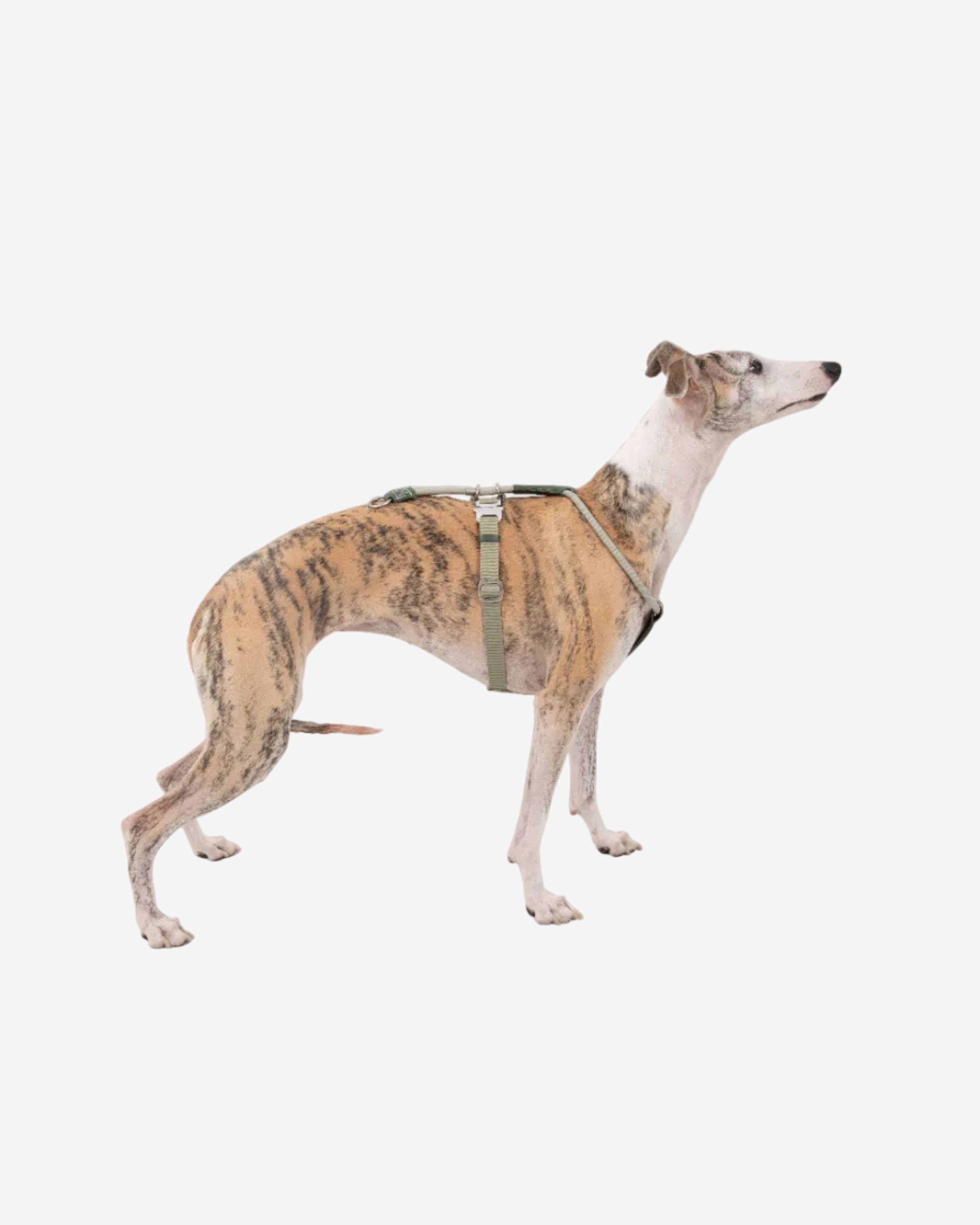 Leather Round Rope Dog Harness - Olive Green