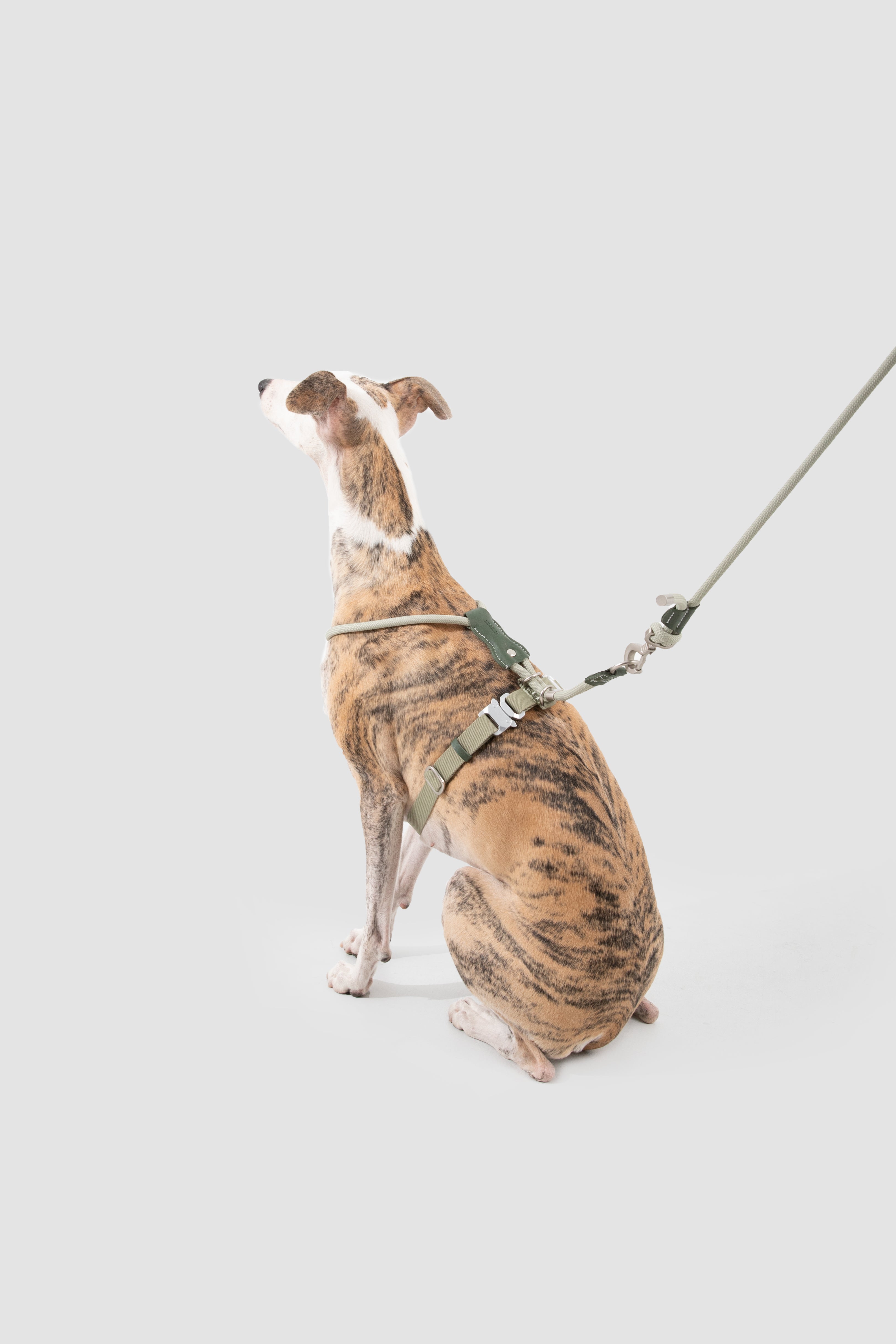 Leather Round Rope Dog Harness - Olive Green