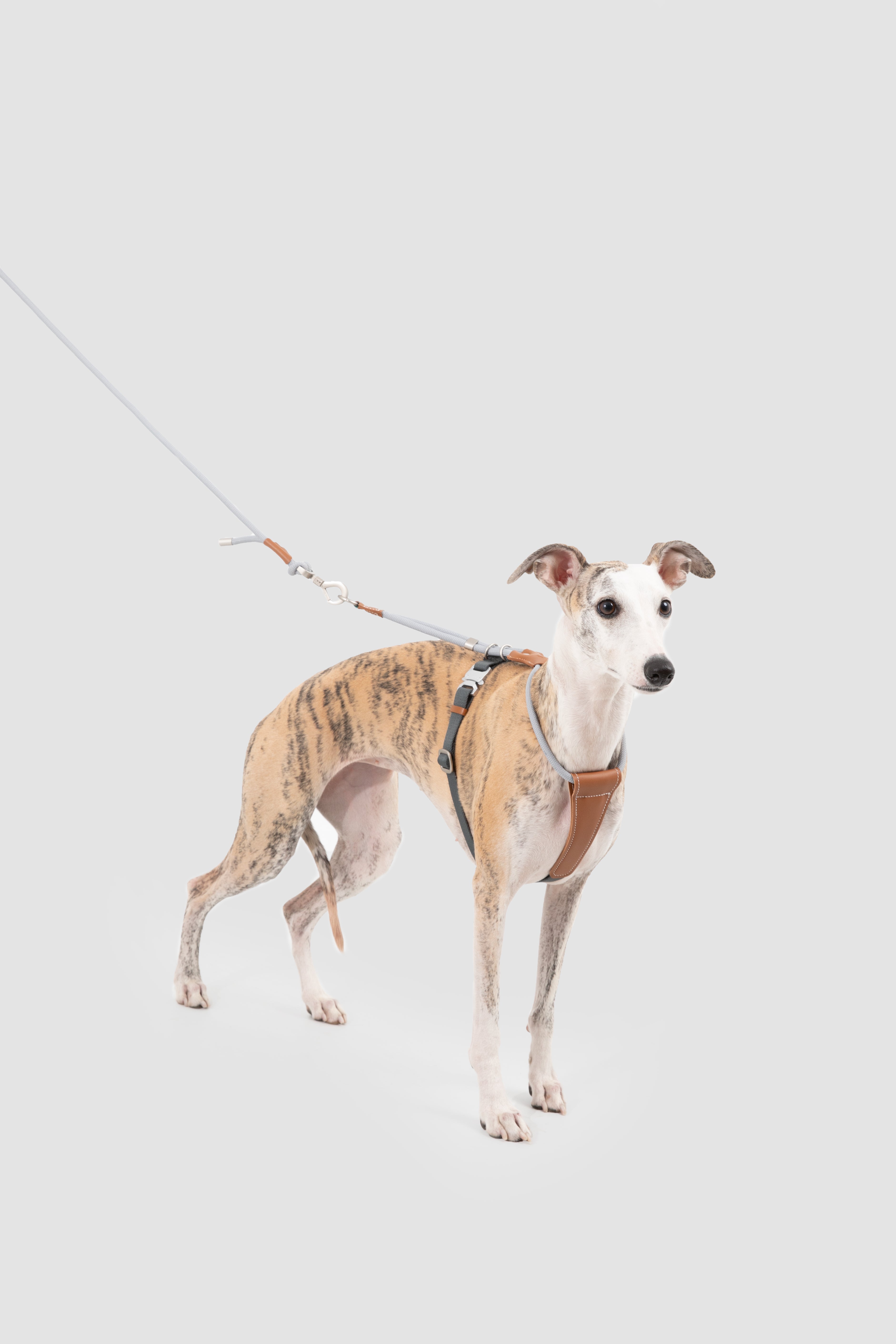 Leather Round Rope Dog Harness