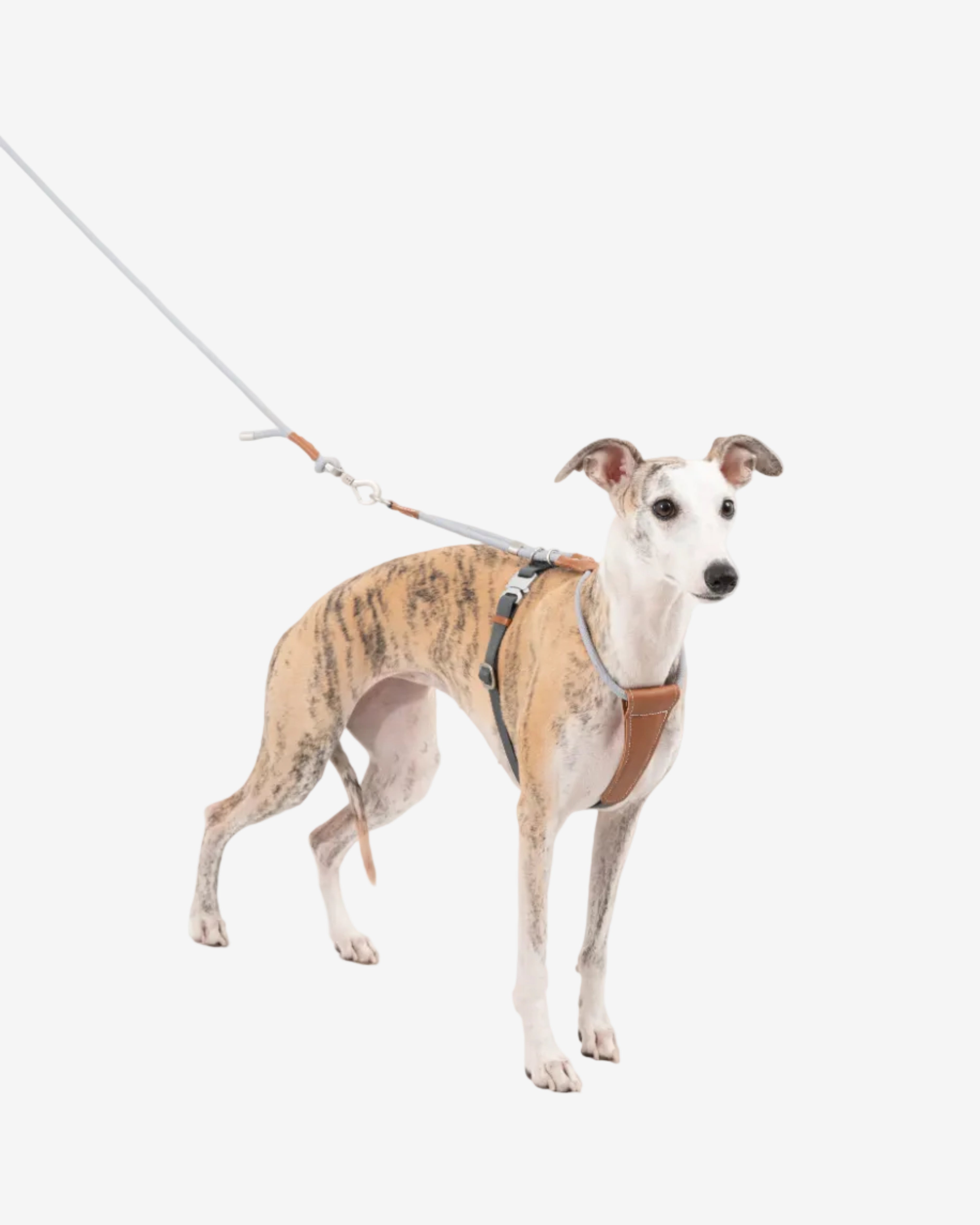 Leather Round Rope Dog Harness - Silver Grey