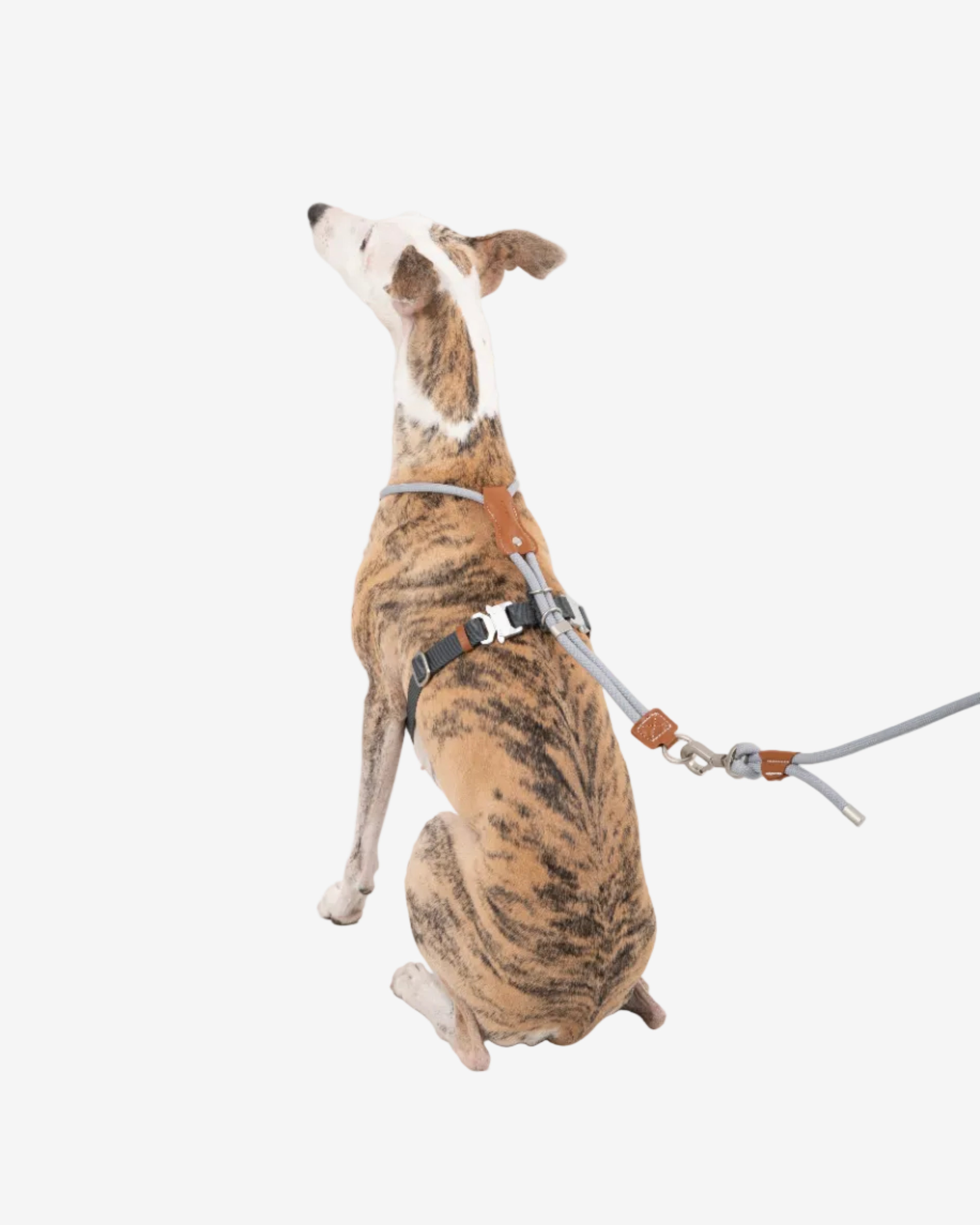 Leather Round Rope Dog Harness - Silver Grey