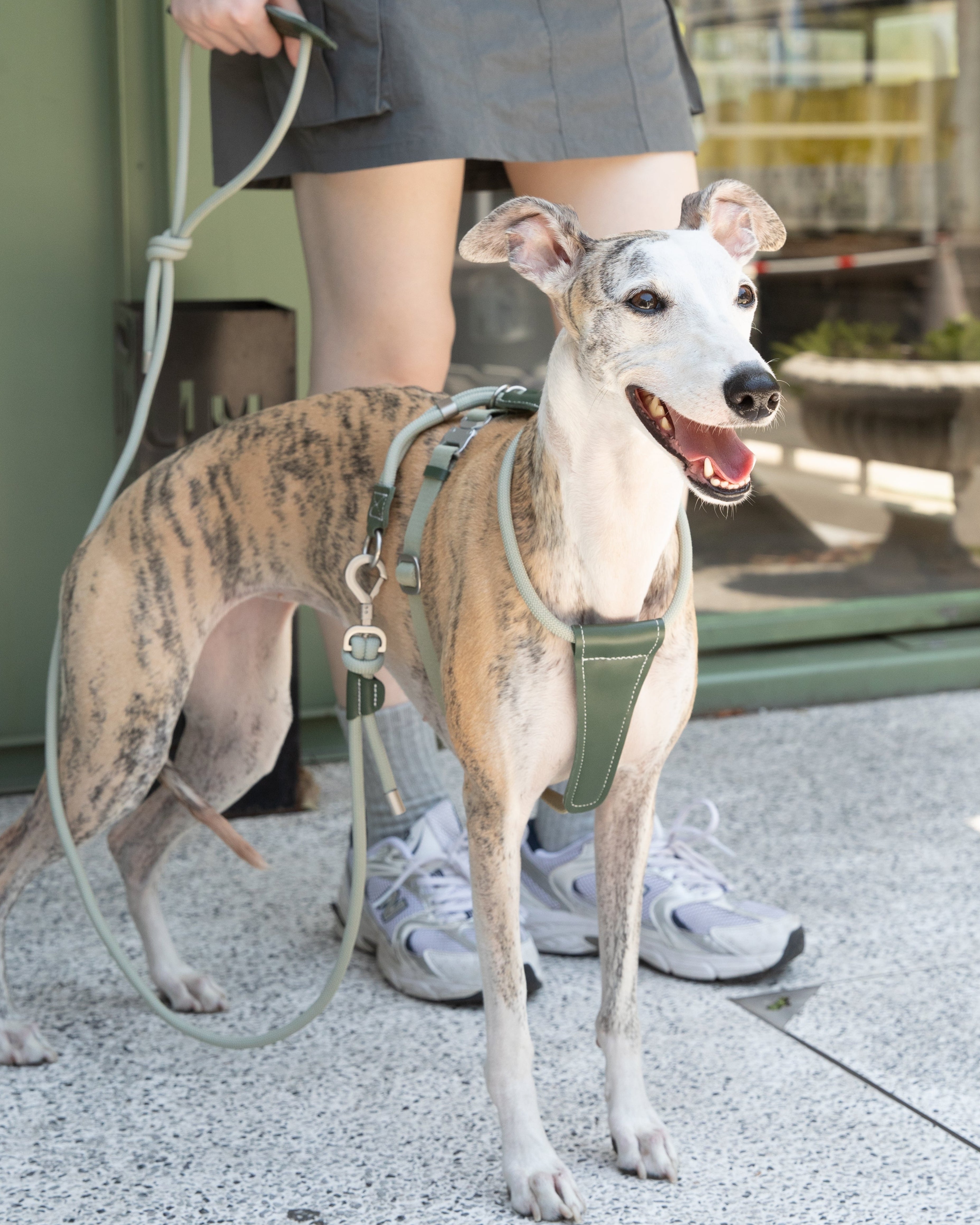 Leather Round Rope Dog Harness