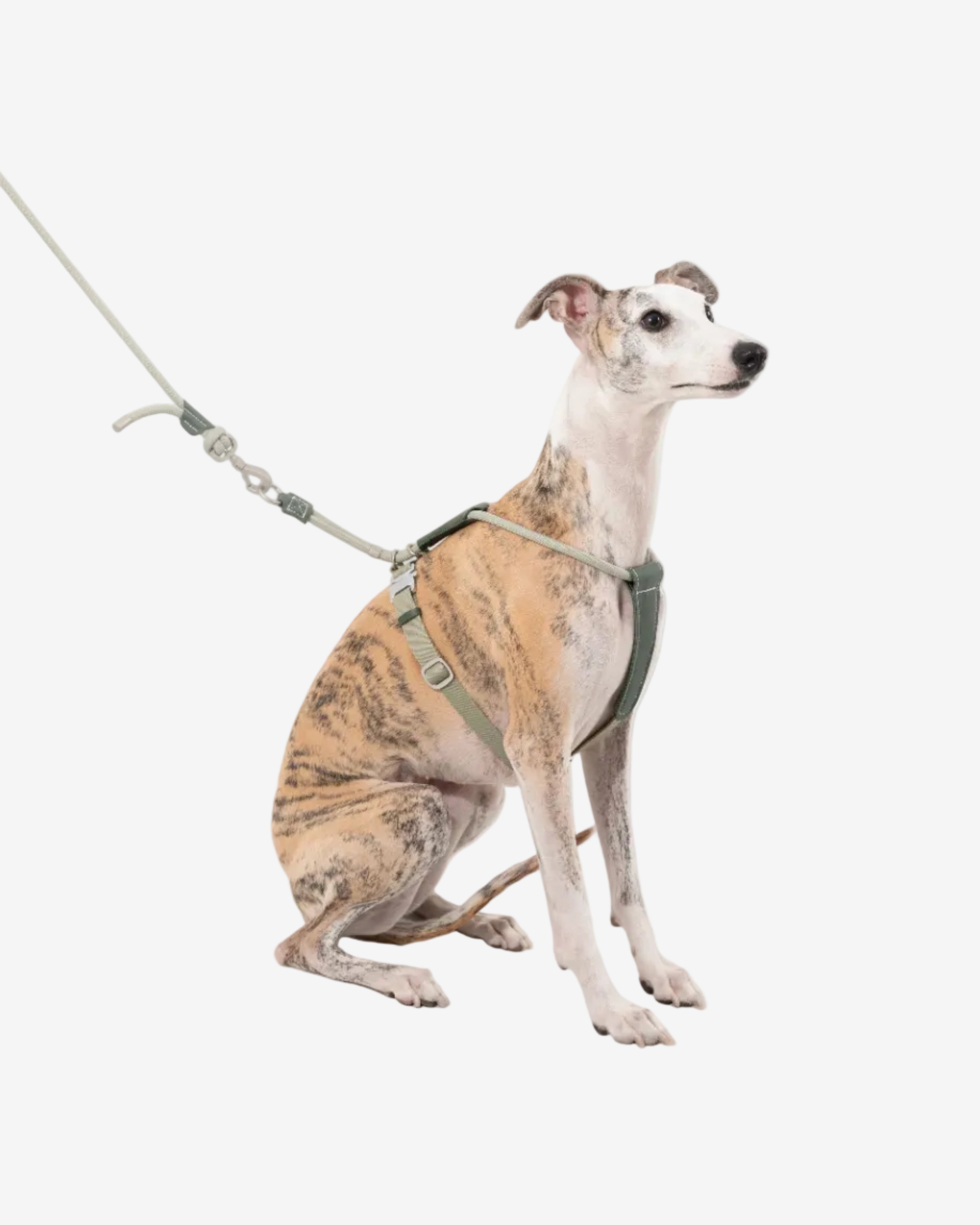 Leather Round Rope Dog Leash - Olive Green