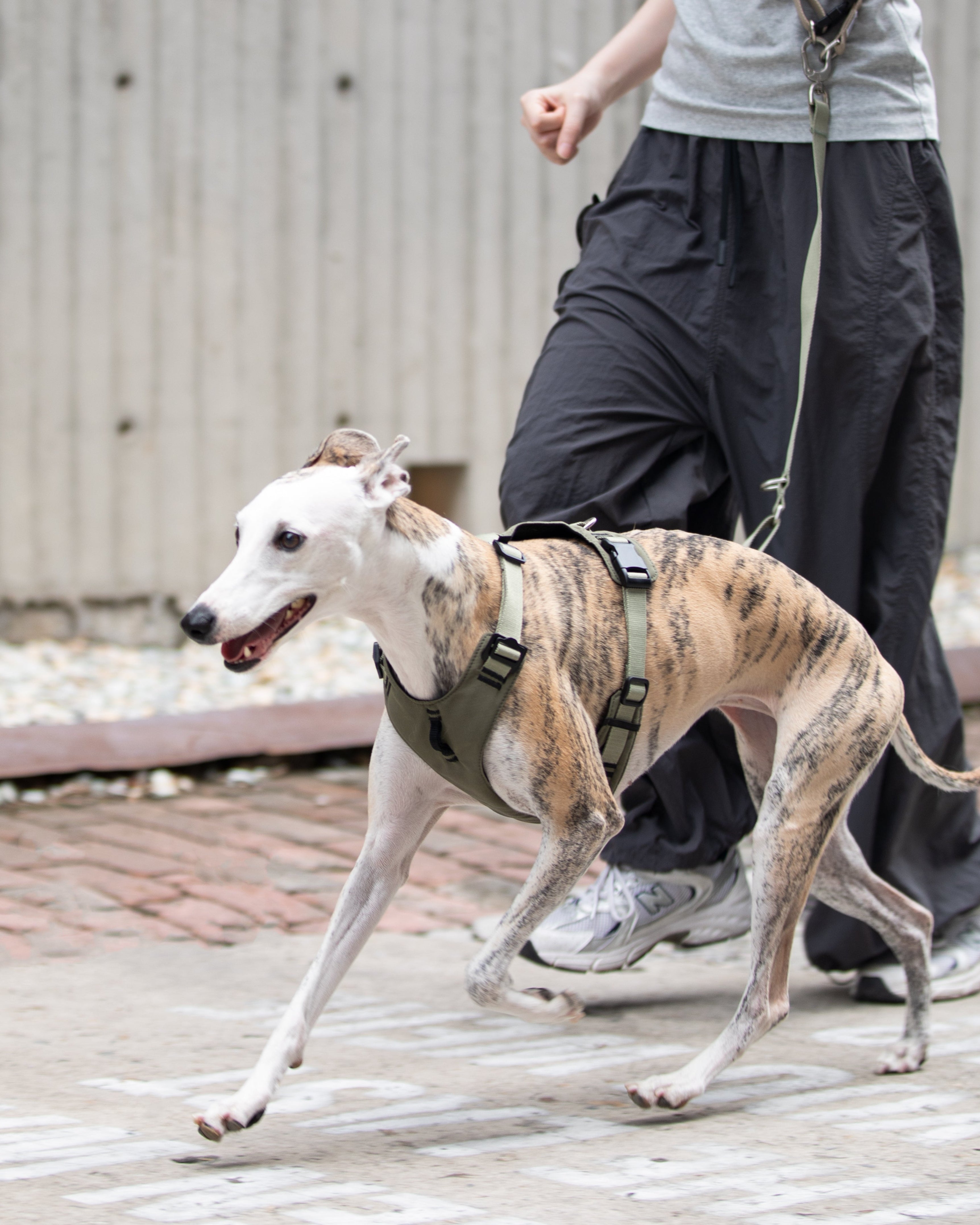 Person walking a dog on a leash in an outdoor setting