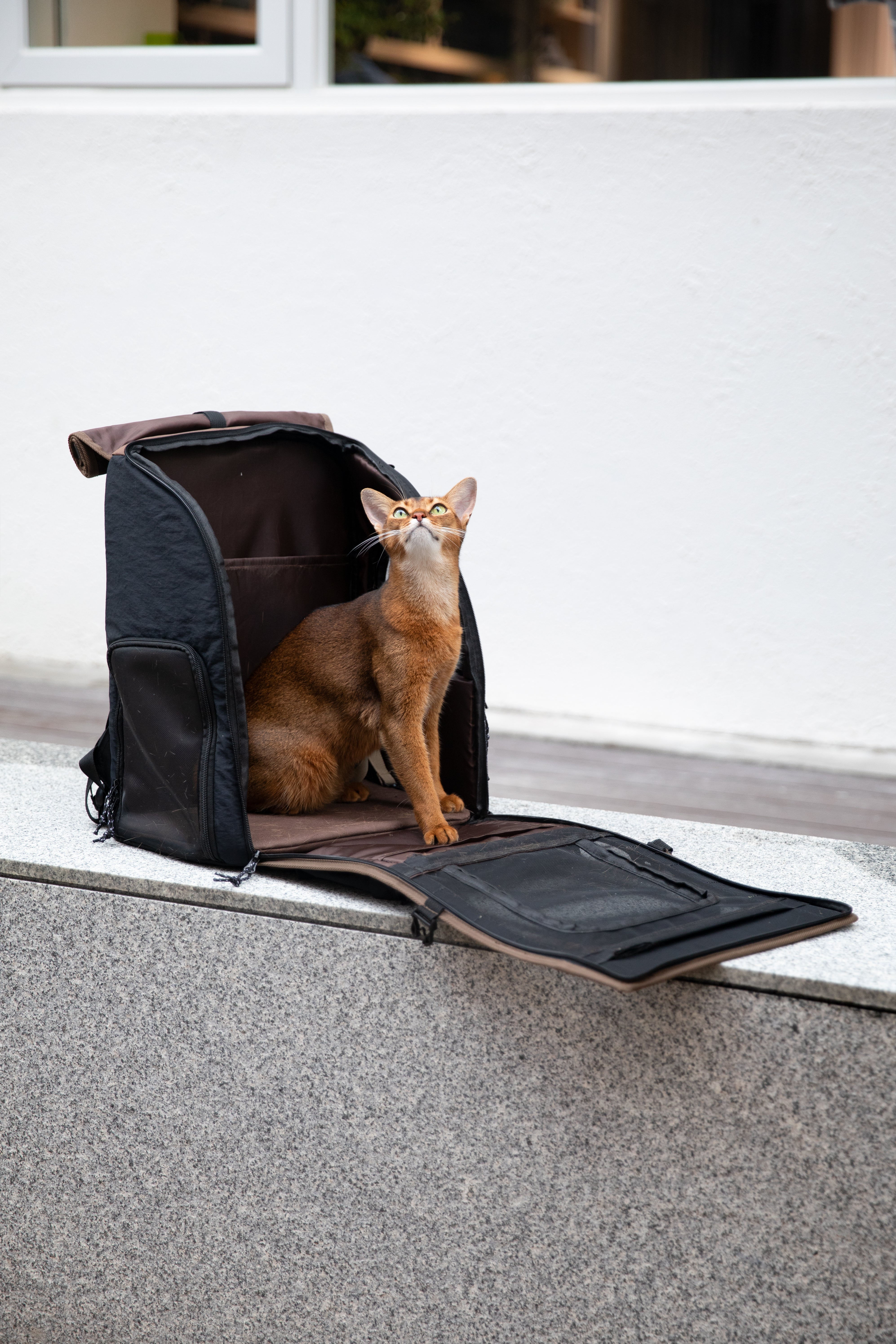 Urban Explorer Pet Backpack - Obsidian Black