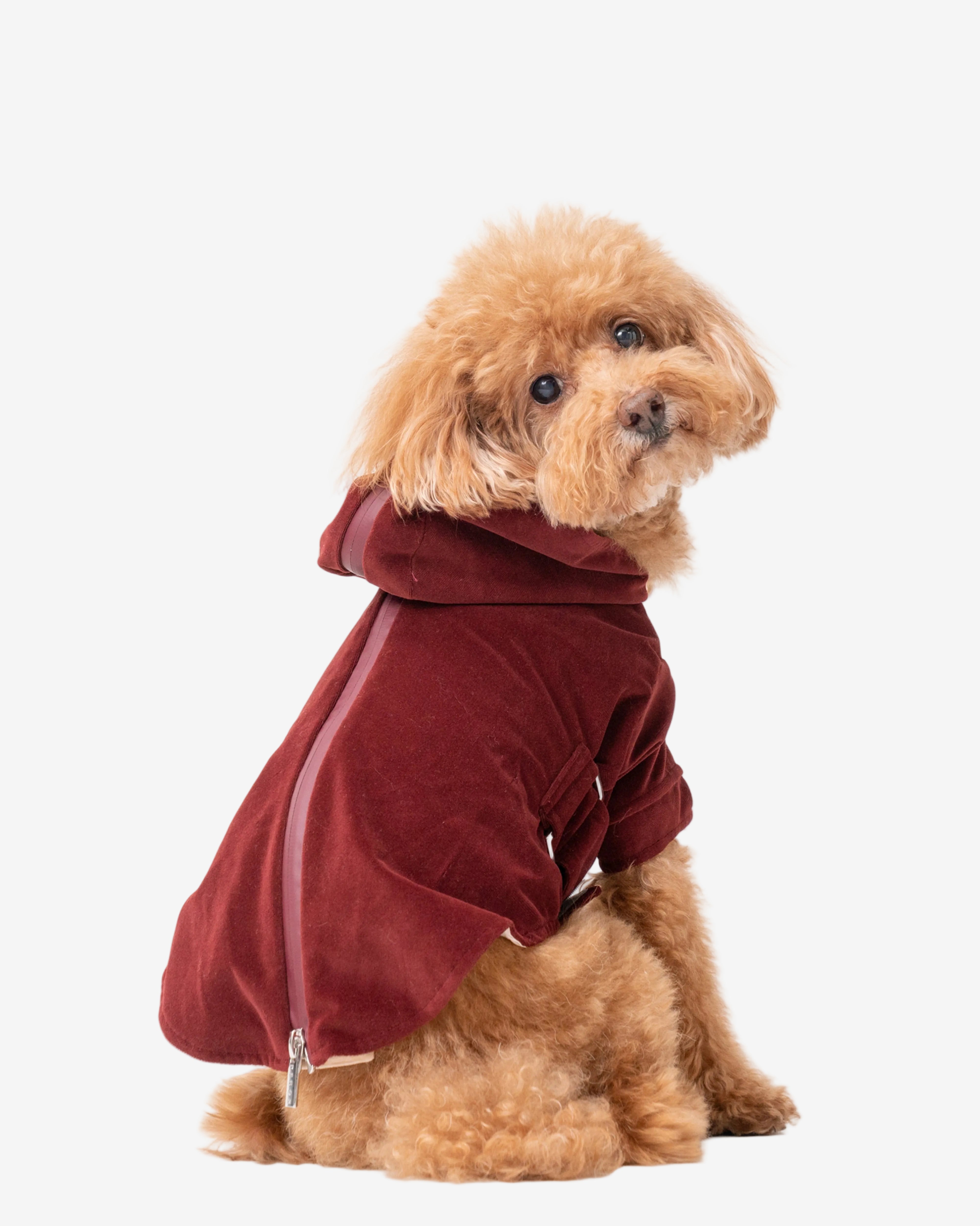 Small dog wearing a red hoodie on a white background