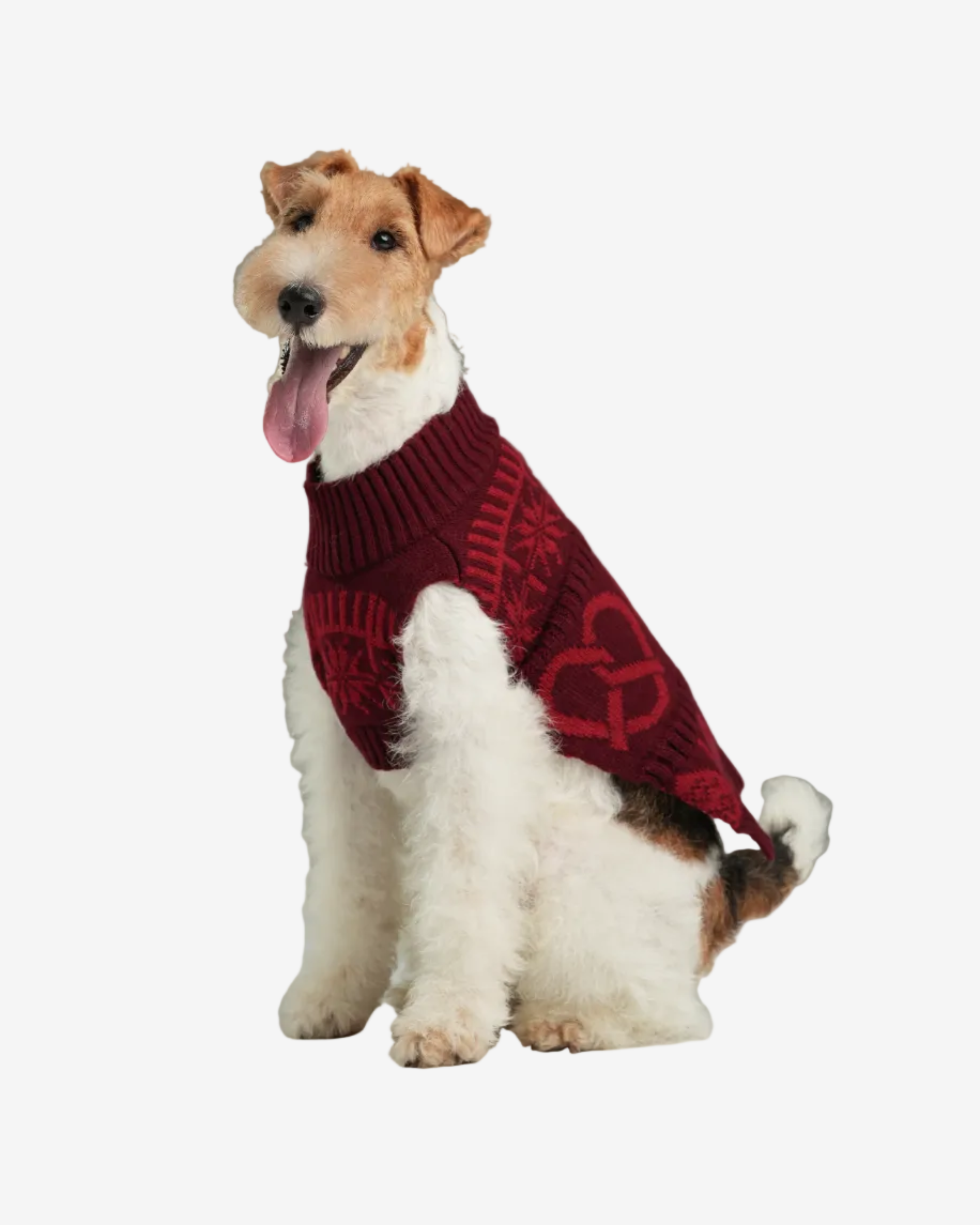 Dog wearing a red sweater with a festive pattern on a gray background