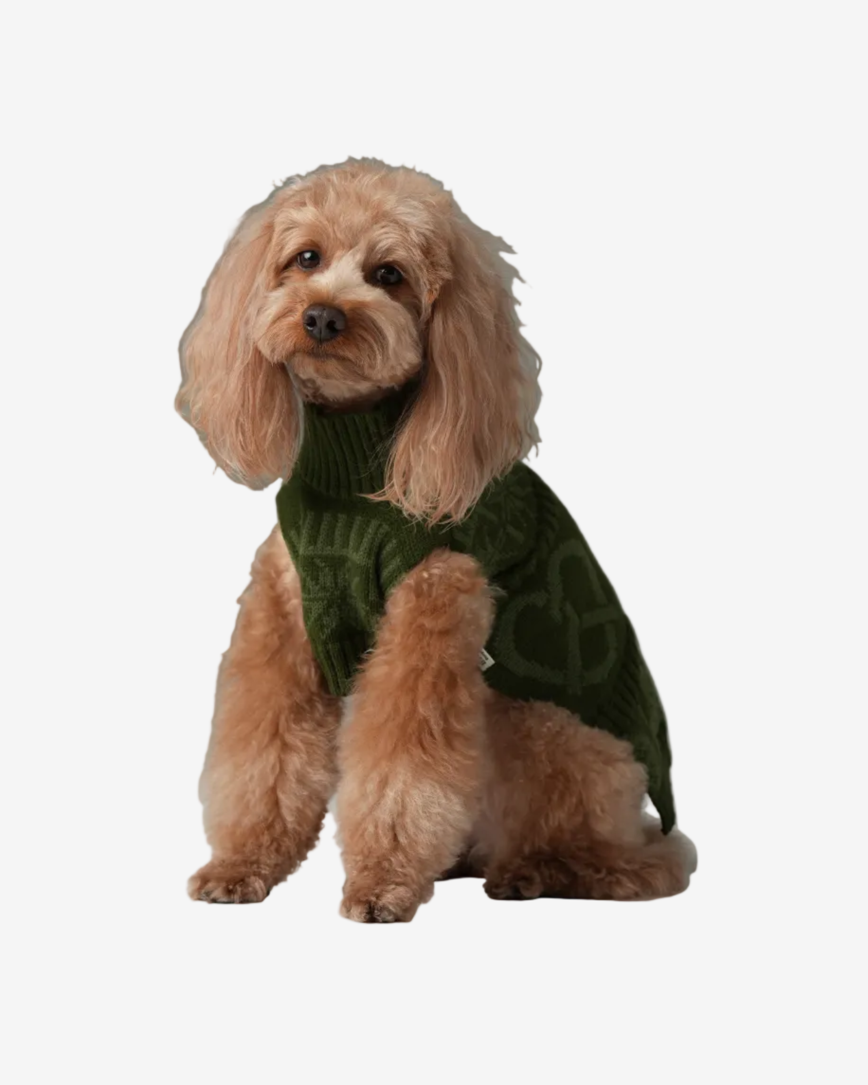 Dog wearing a green sweater on a gray background