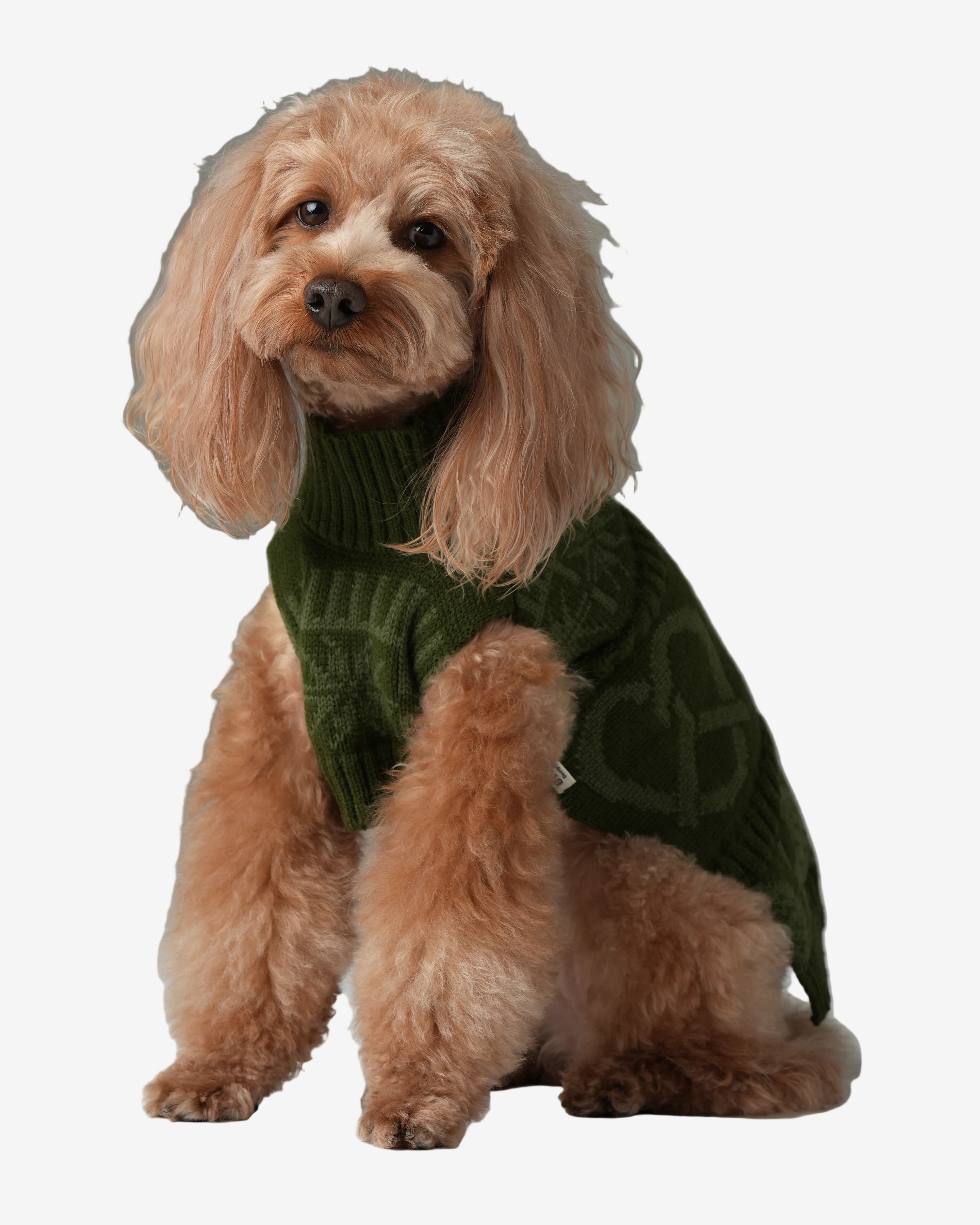Dog wearing a green sweater on a gray background