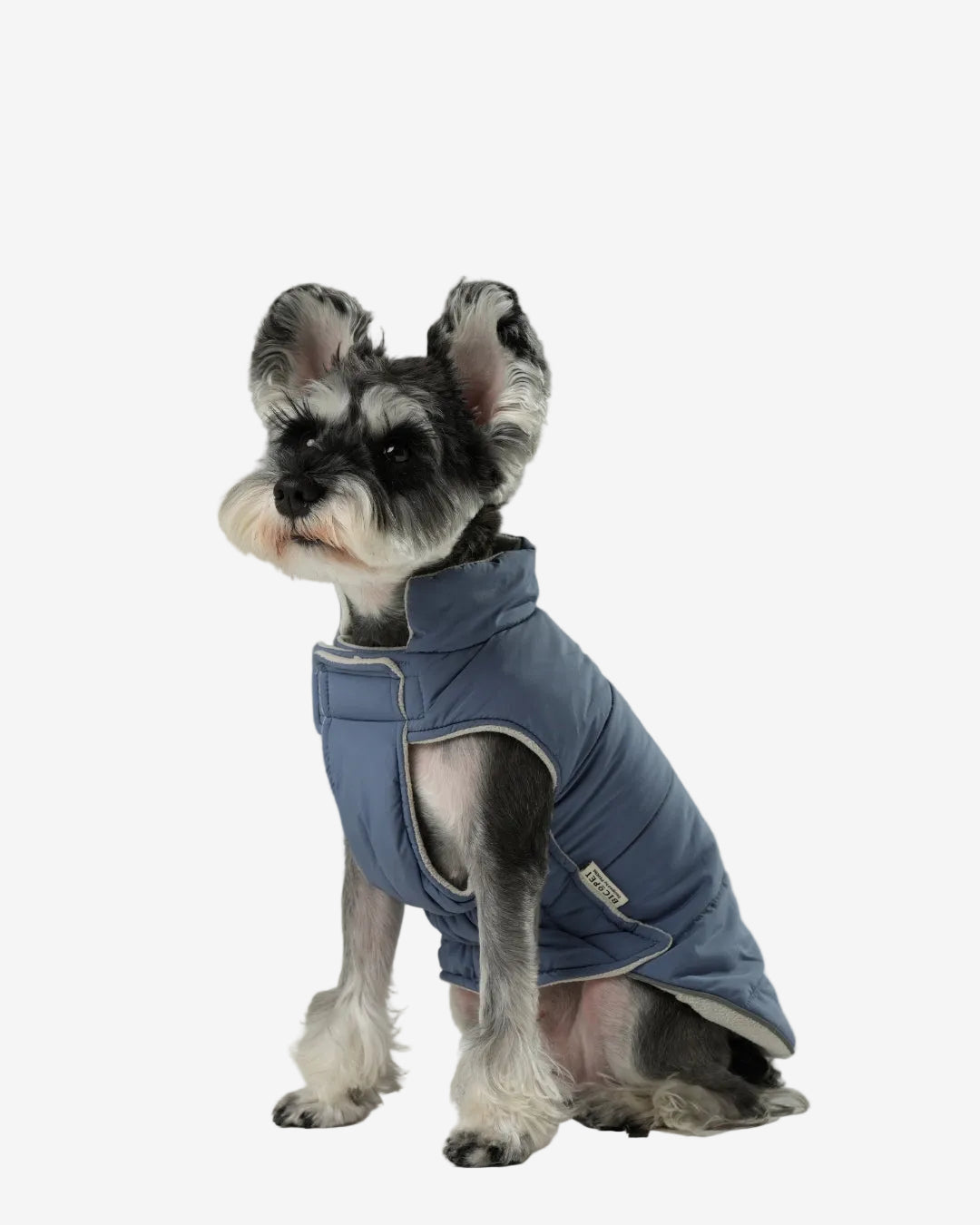 Dog wearing a blue coat on a gray background