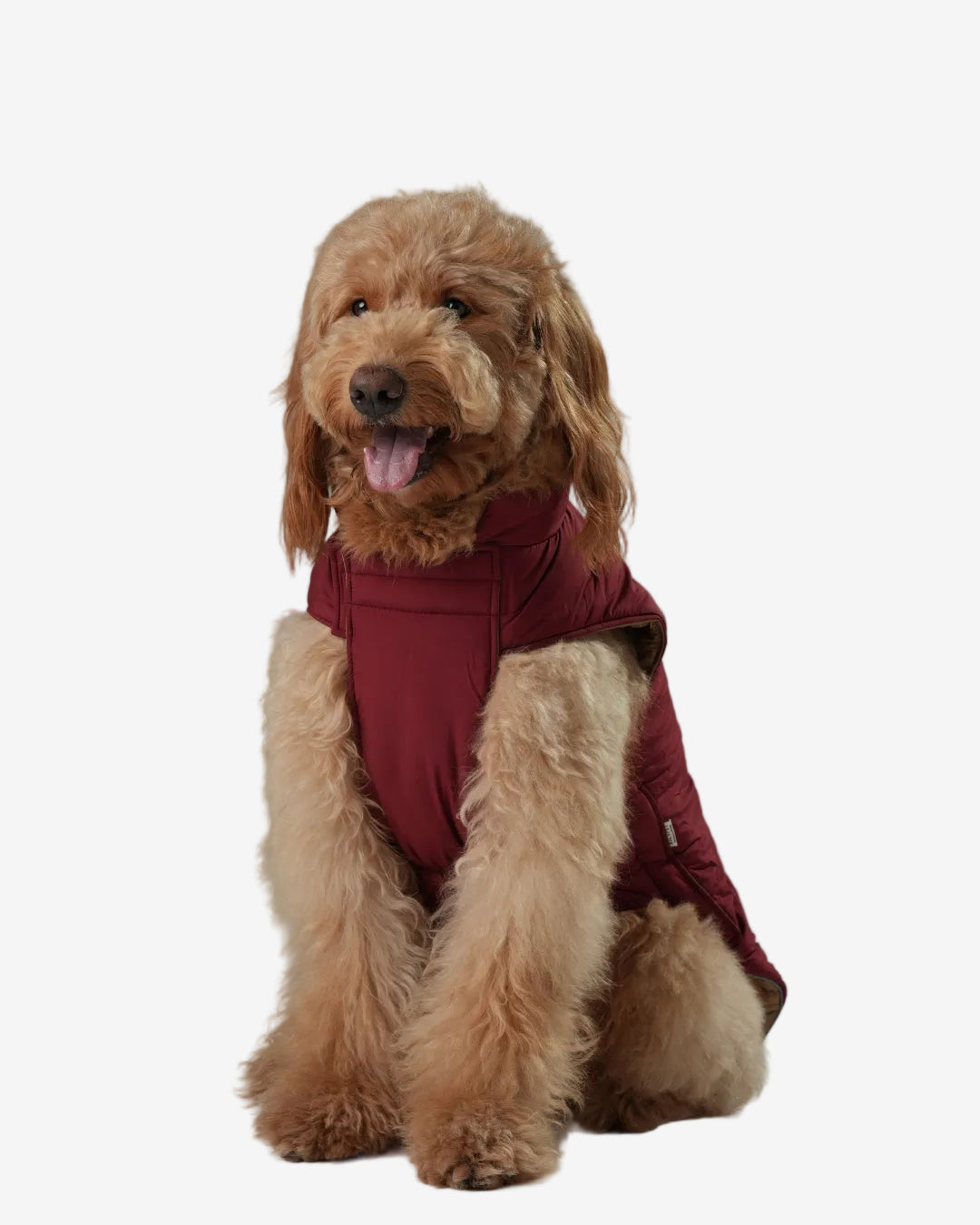 Dog wearing a red coat on a gray background