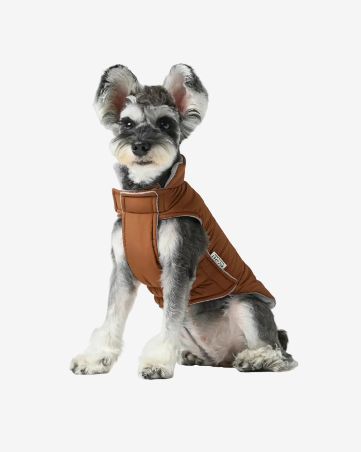Dog wearing a brown puffer vest on a gray background