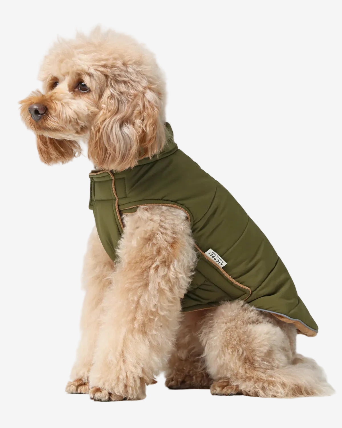 Dog wearing a green jacket on a light gray background
