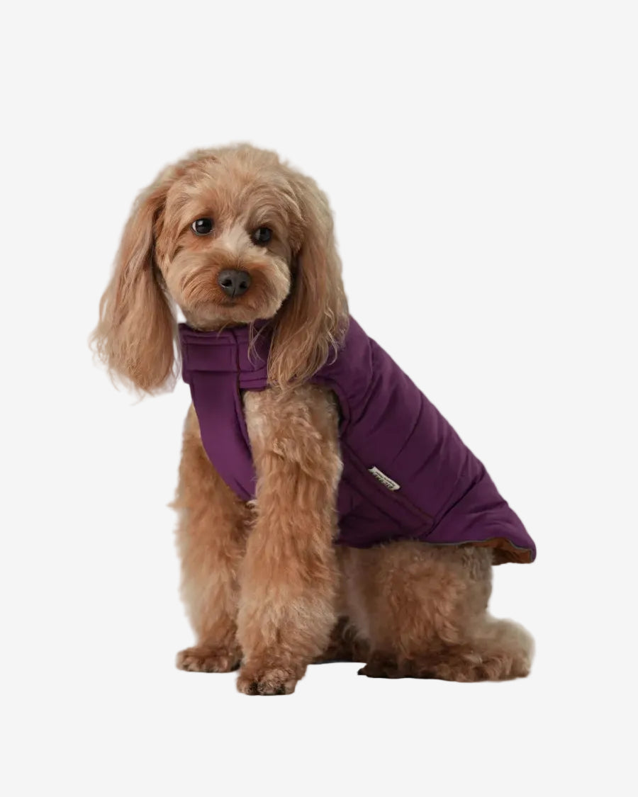 Dog wearing a purple jacket on a plain background