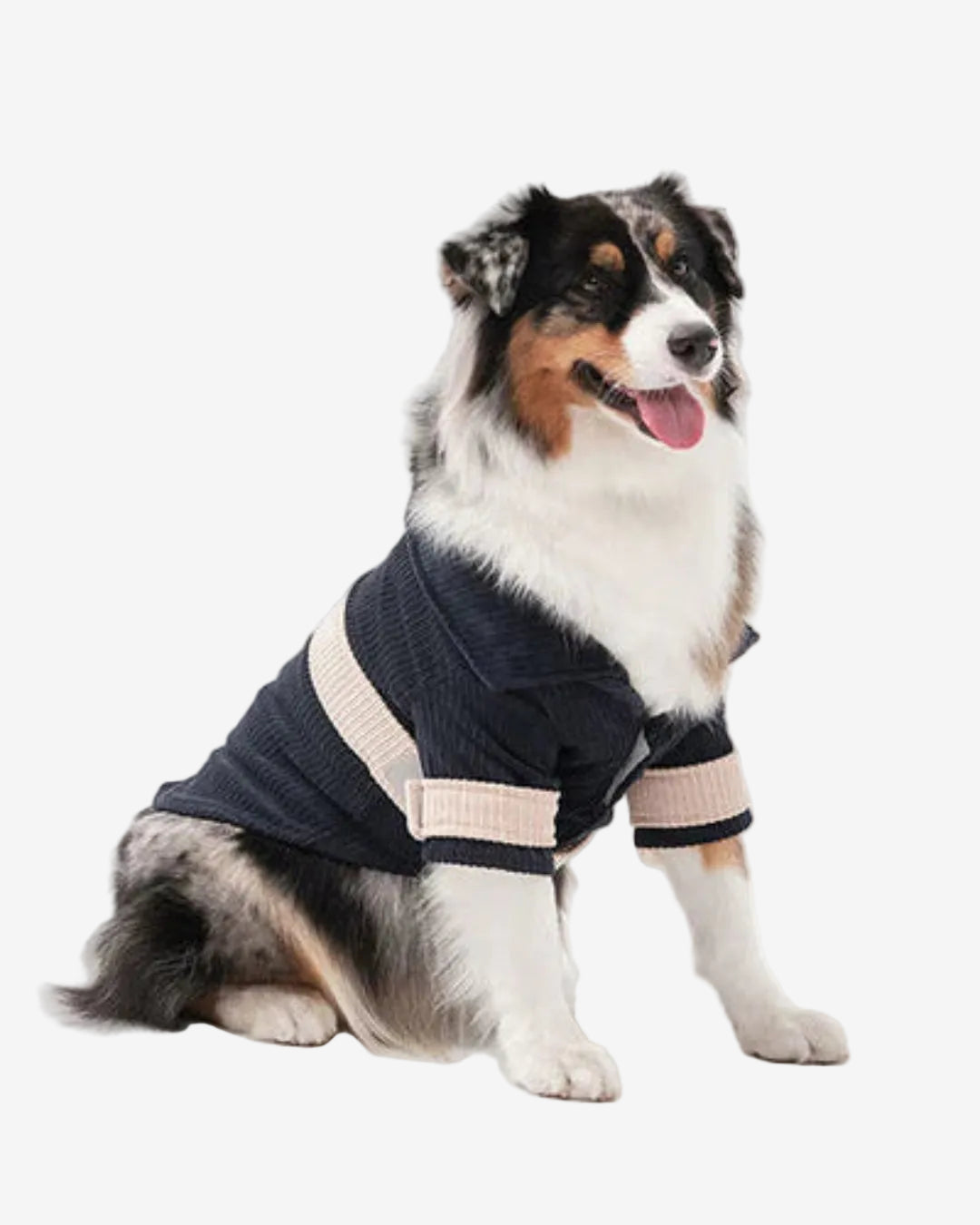 Dog wearing a black sweater with beige accents on a white background