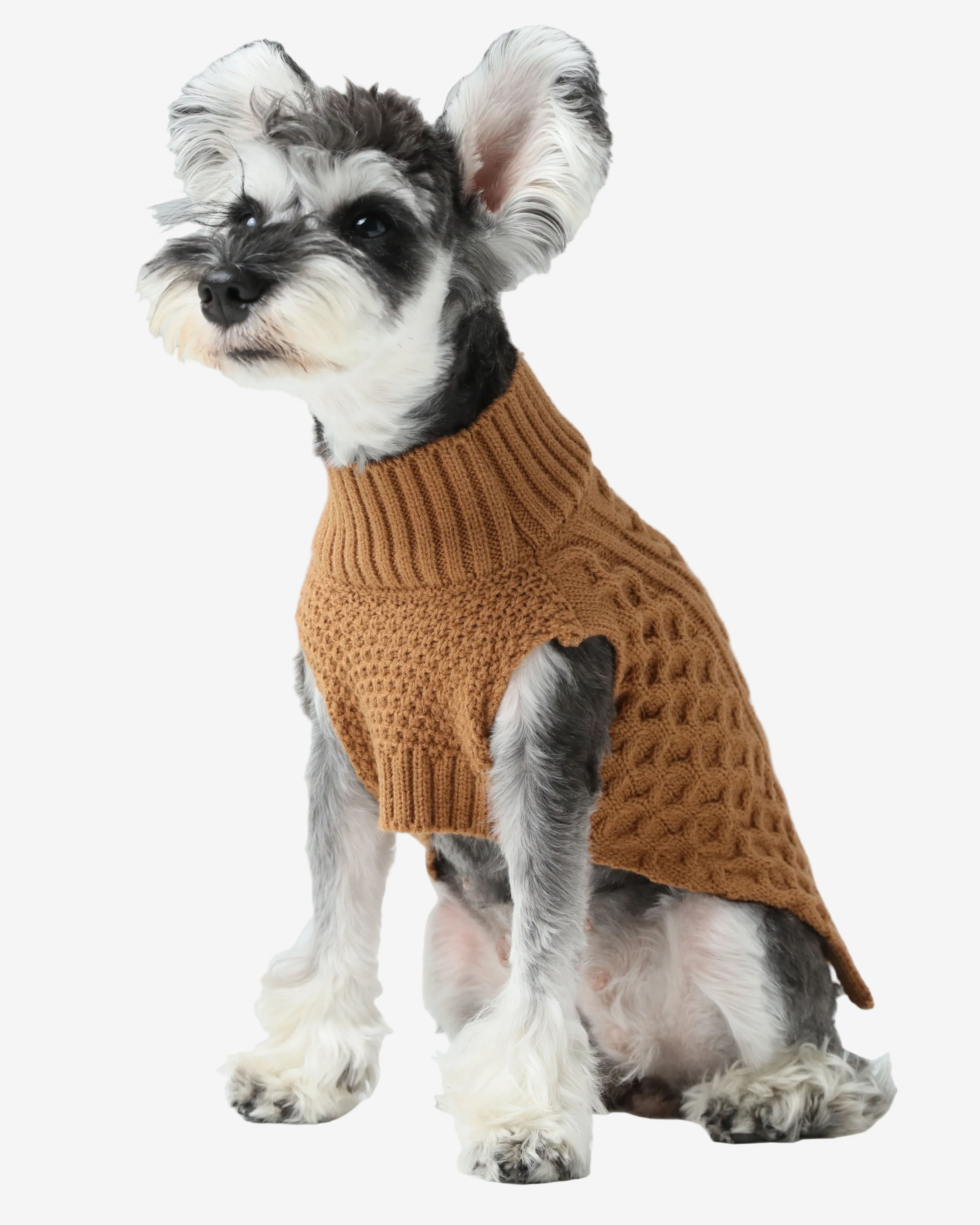 Small dog wearing a brown knitted sweater on a light gray background