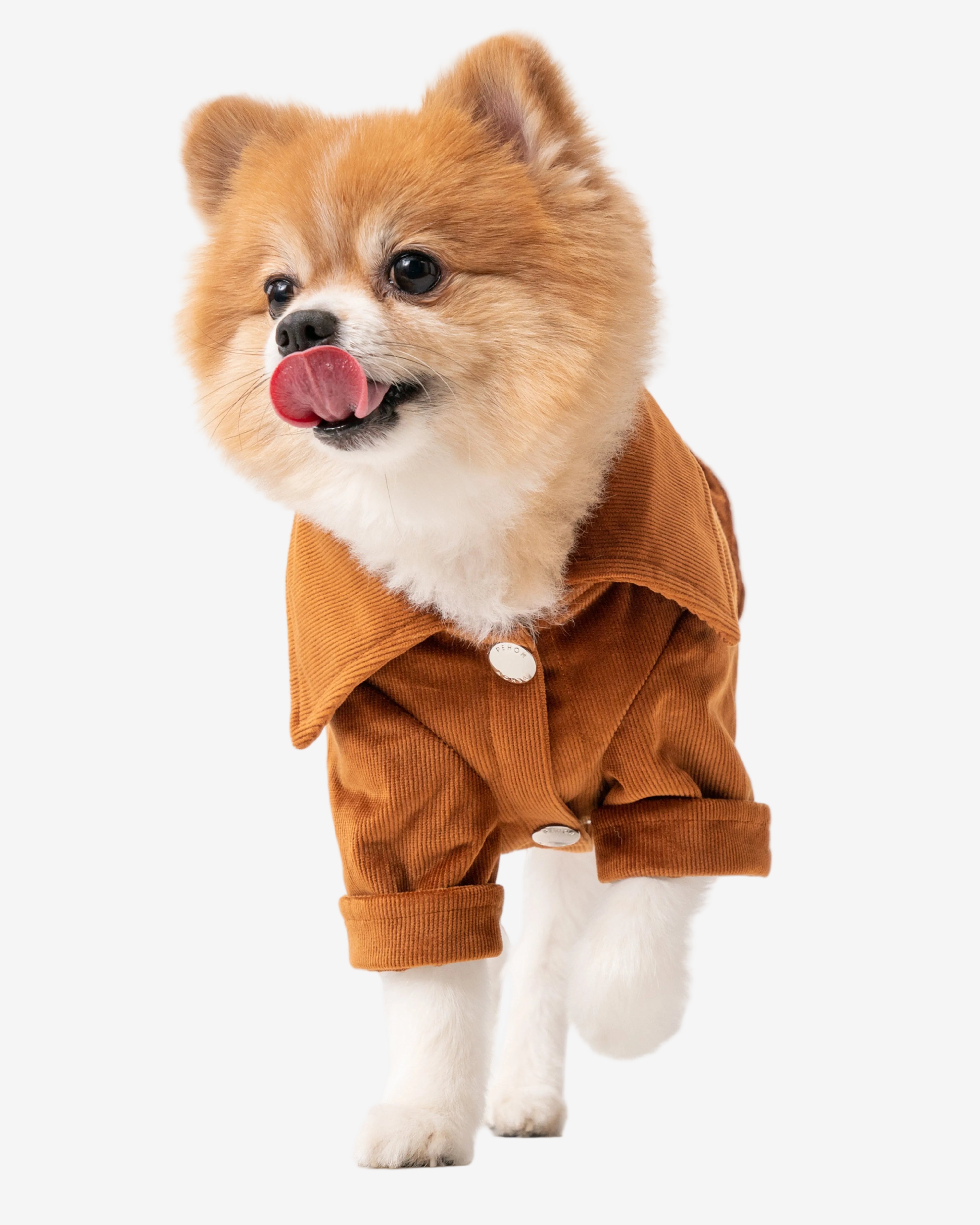 Small dog wearing a brown outfit on a white background