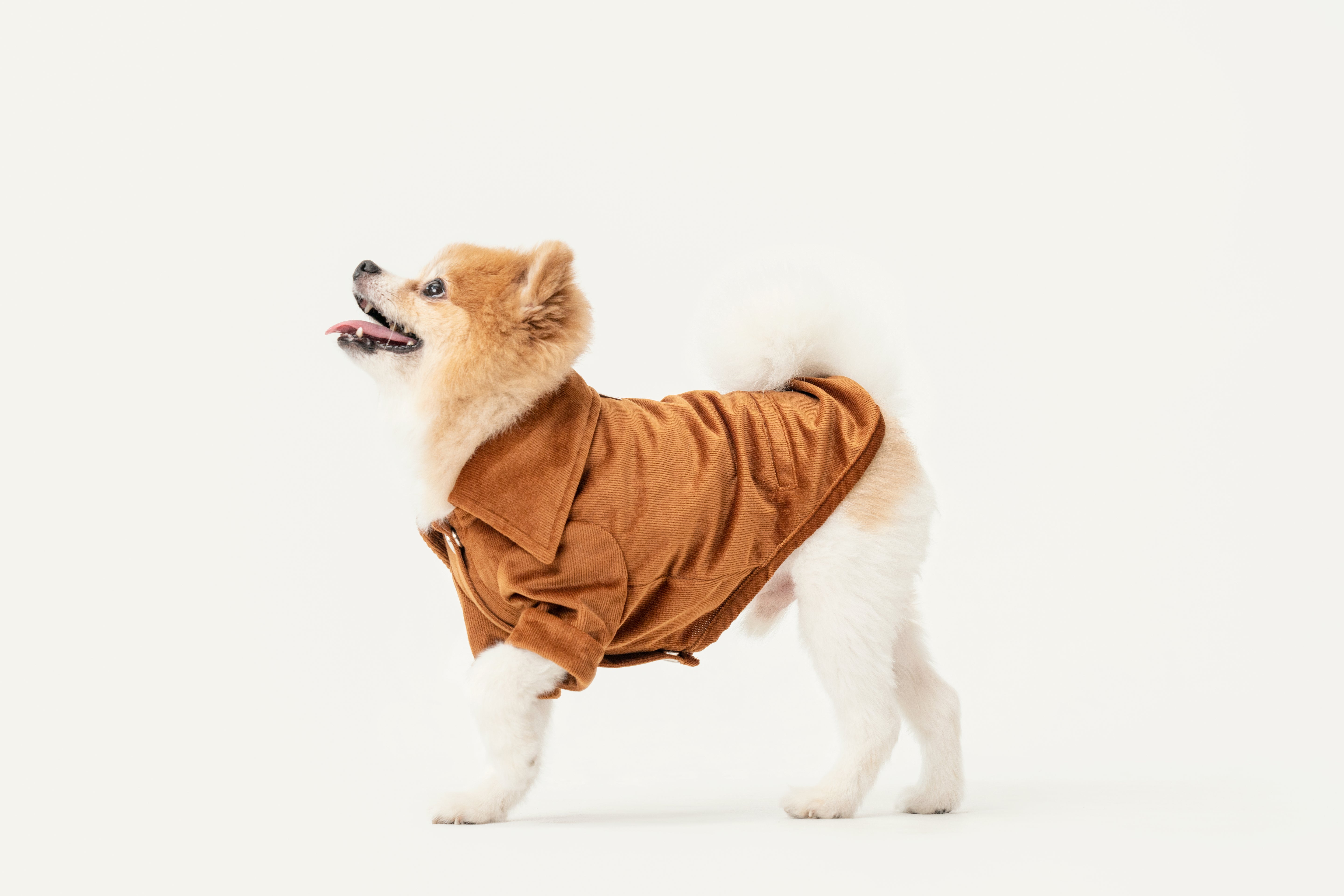 Stainway Pet Shirt