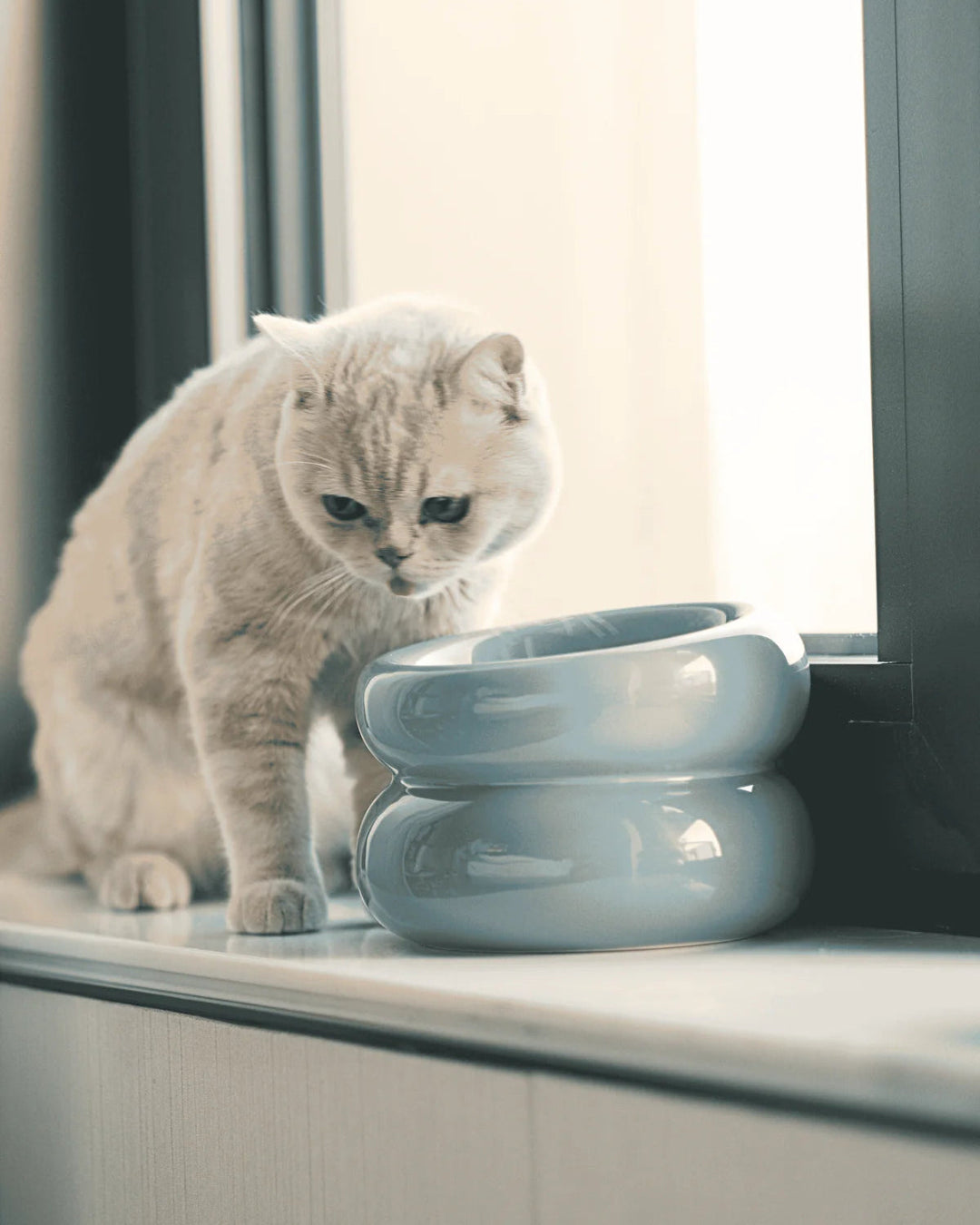 Cat standing next to a modern, light blue ceramic bowl on a windowsill.