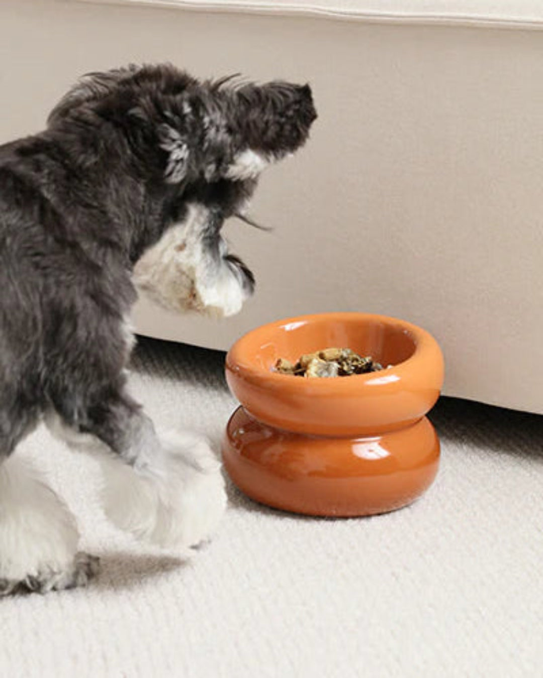 Dog interacting with a ceramic bowl on a carpeted floor.