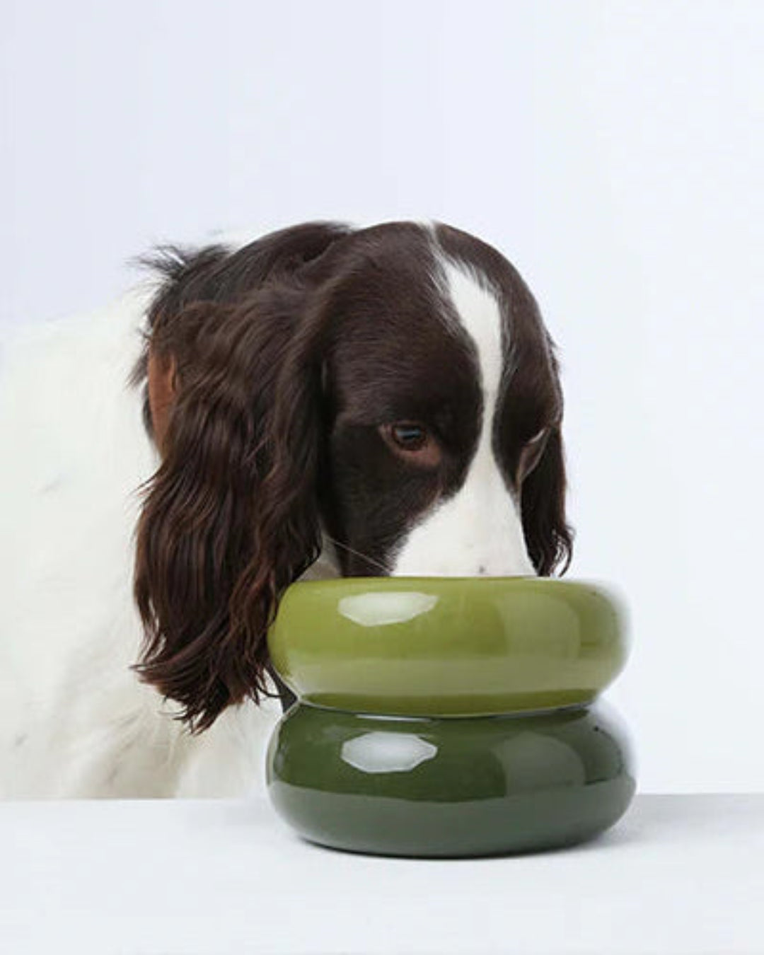 Dog looking into a green ceramic bowl on a white background