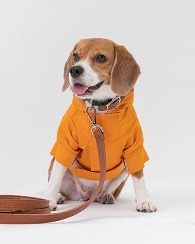 Dog wearing an orange raincoat with a leash on a white background