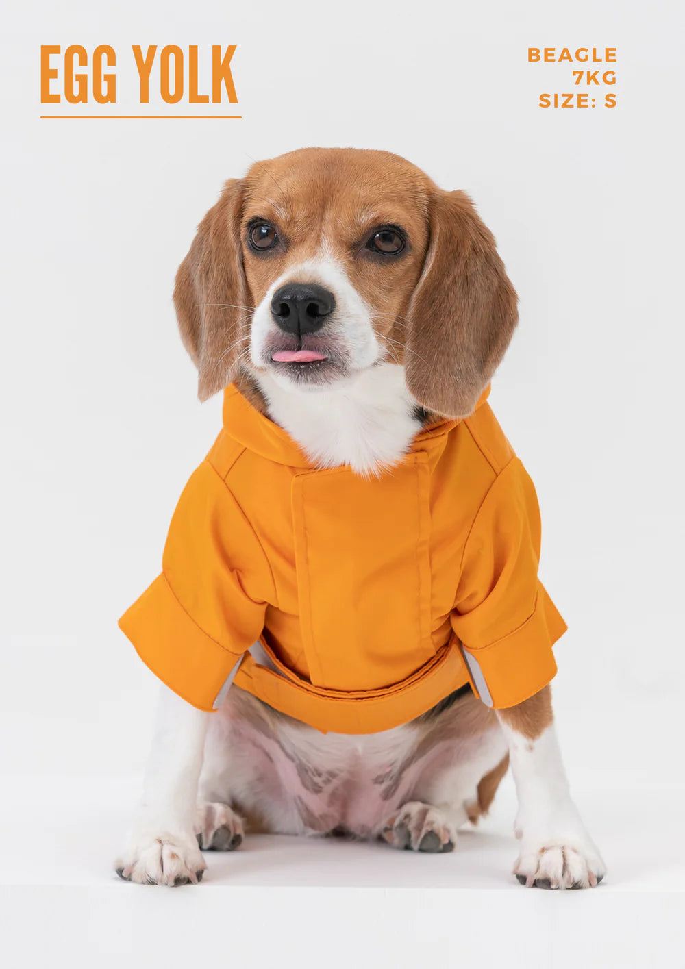 Beagle dog wearing an orange coat on a white background