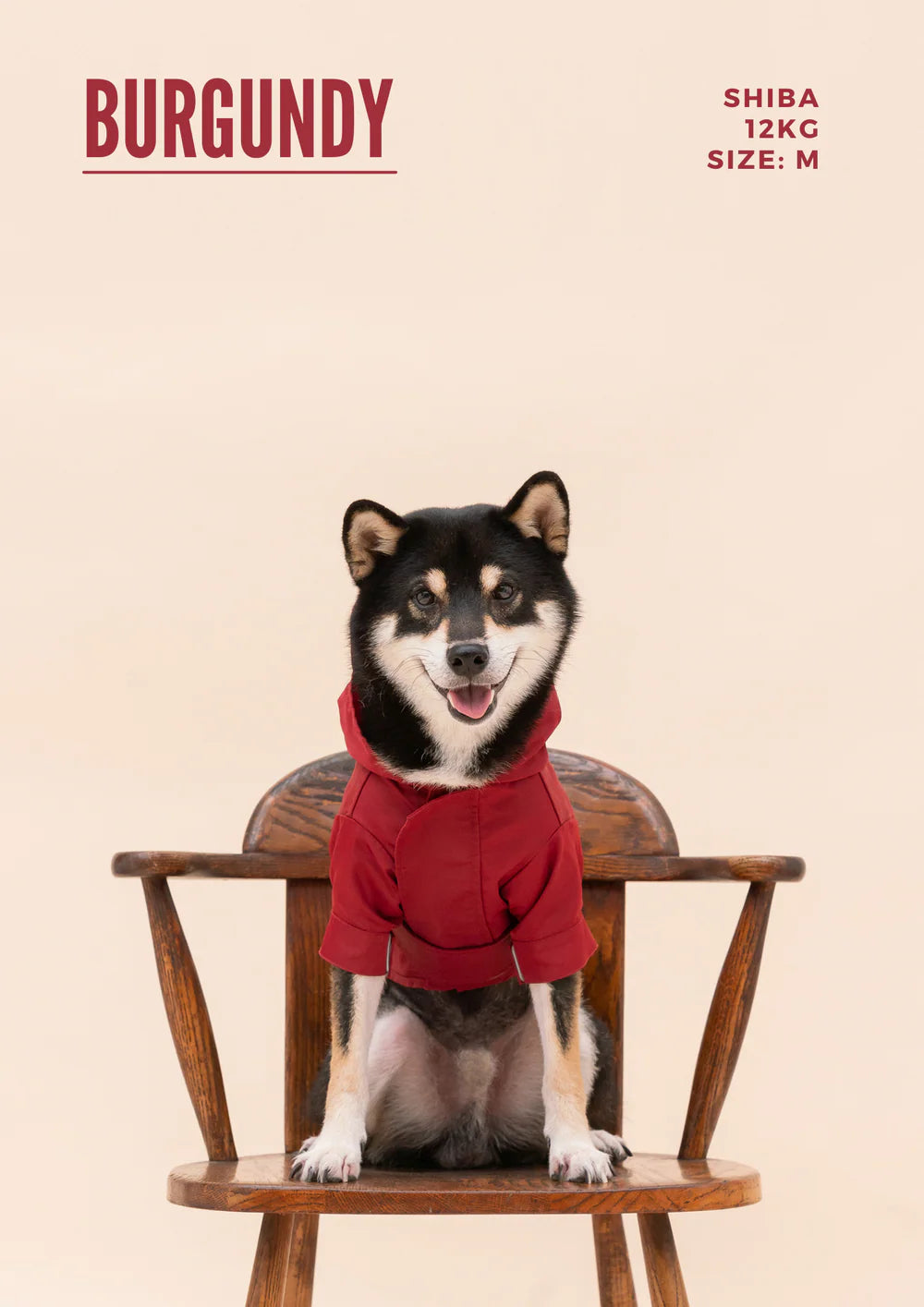 Dog wearing a red hoodie sitting on a wooden chair with 'Burgundy' text above.
