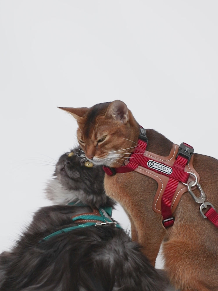 Premium Leather Cat Harness and Leash Set