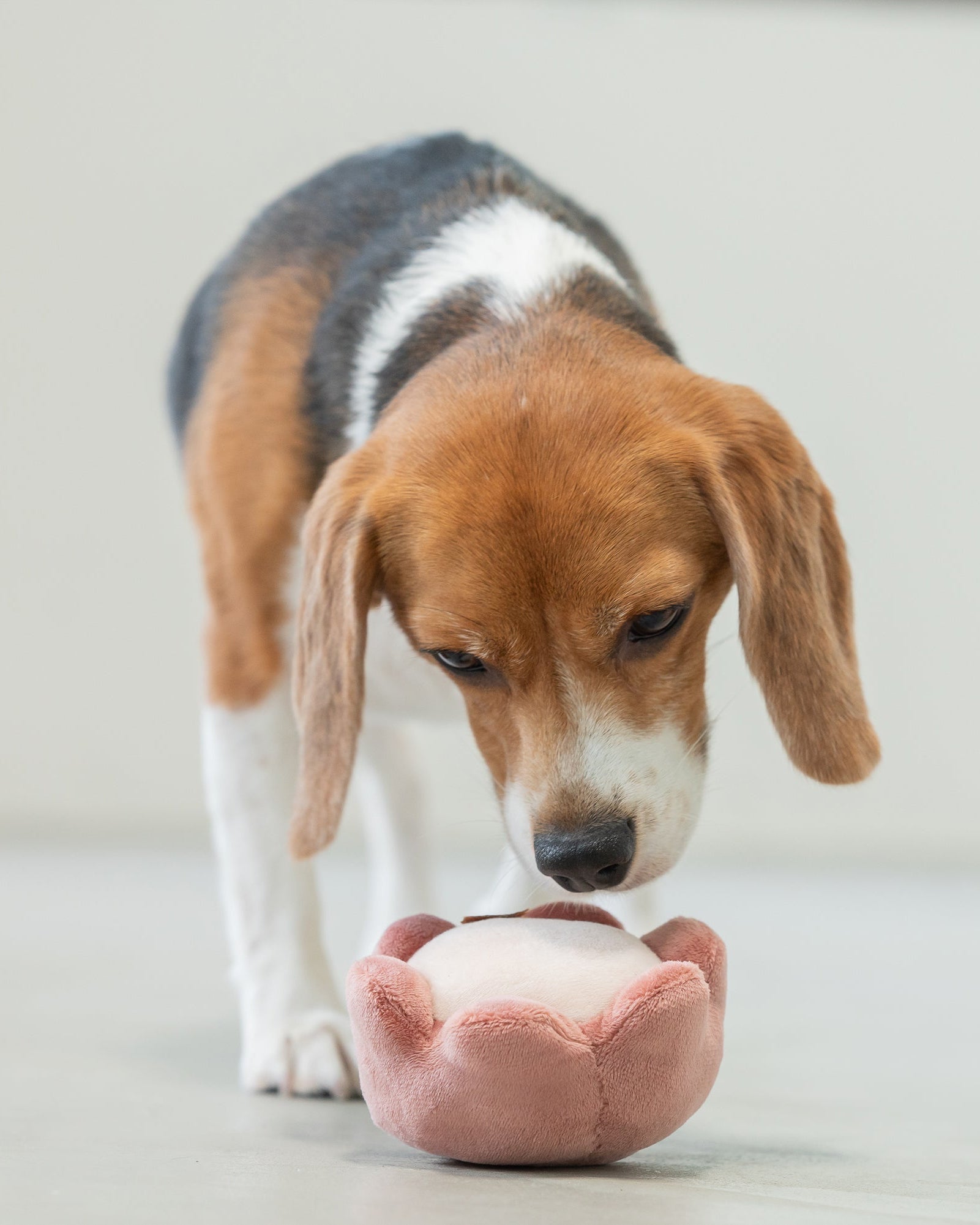 Paradise Pet Toy - Rose