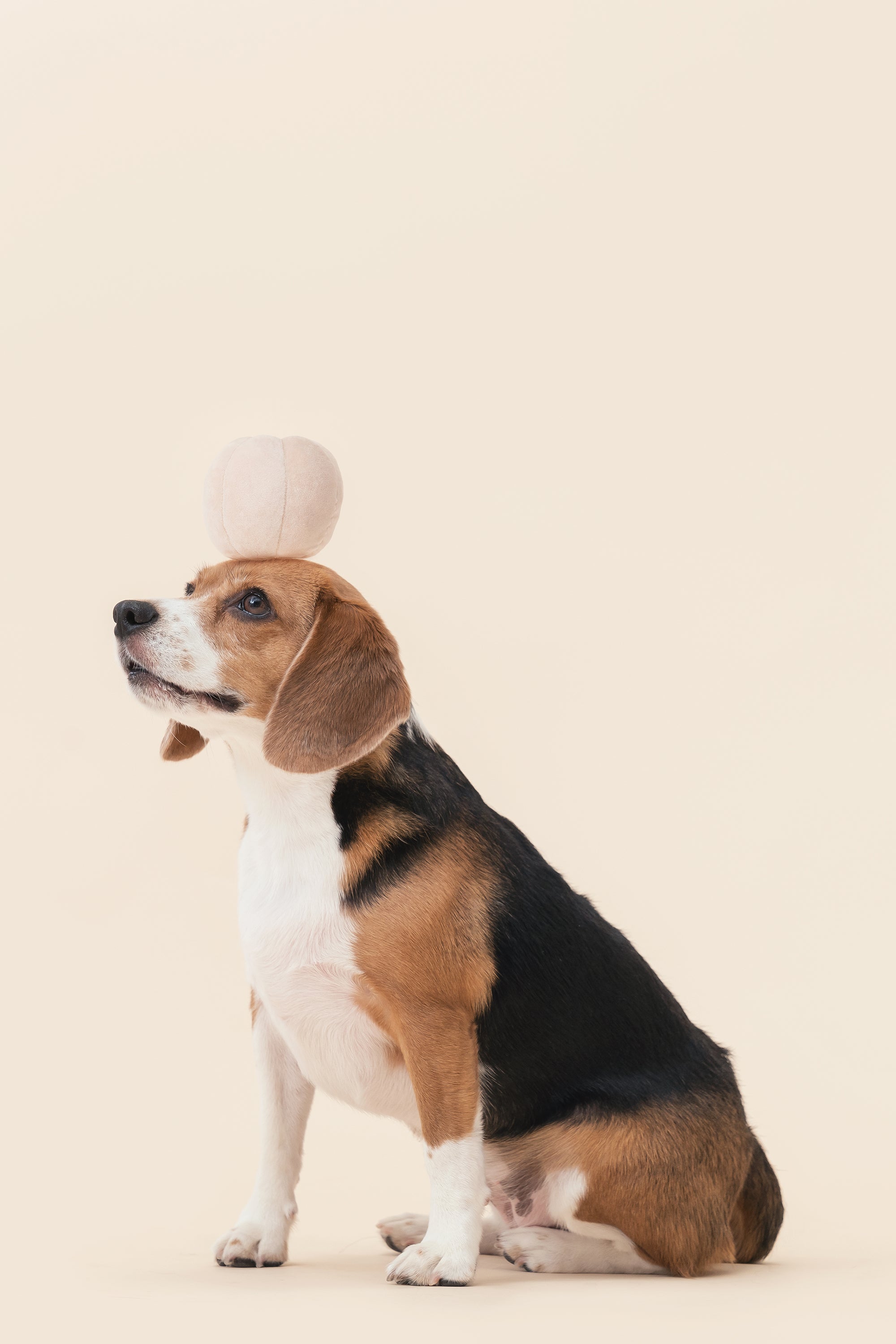 Paradise Pet Toy - Cucurbita
