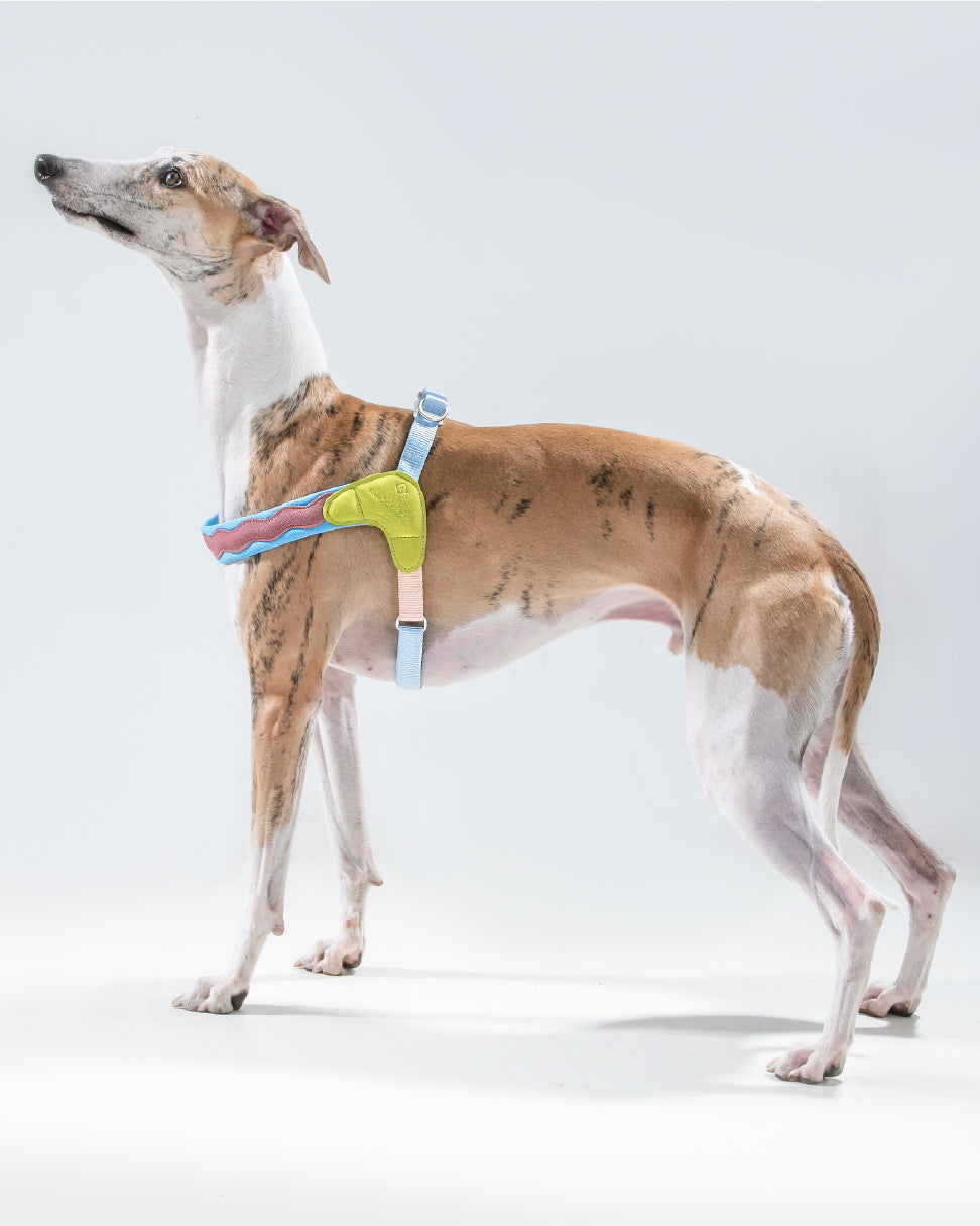 Island V Shaped Dog Harness