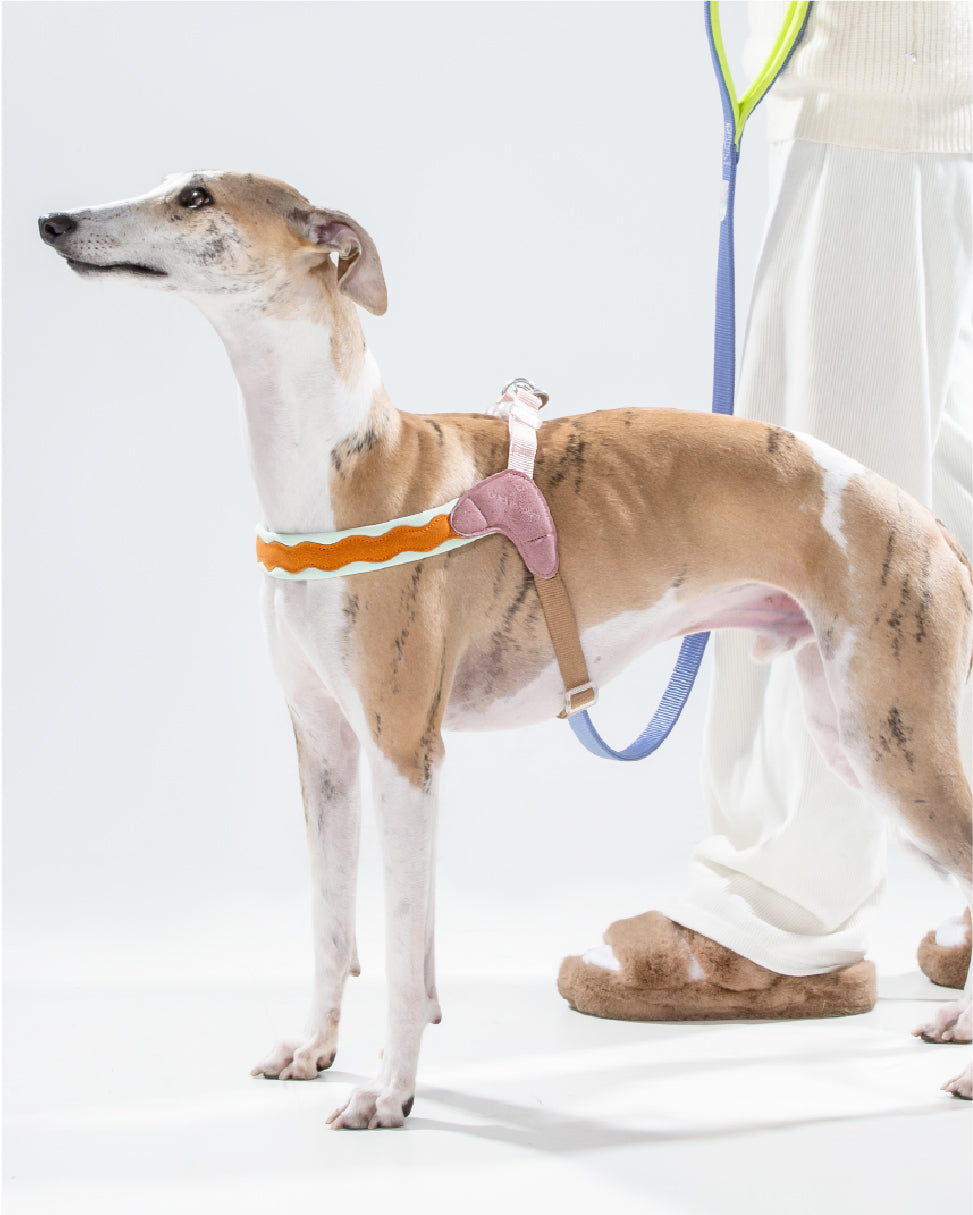 Island V Shaped Dog Harness