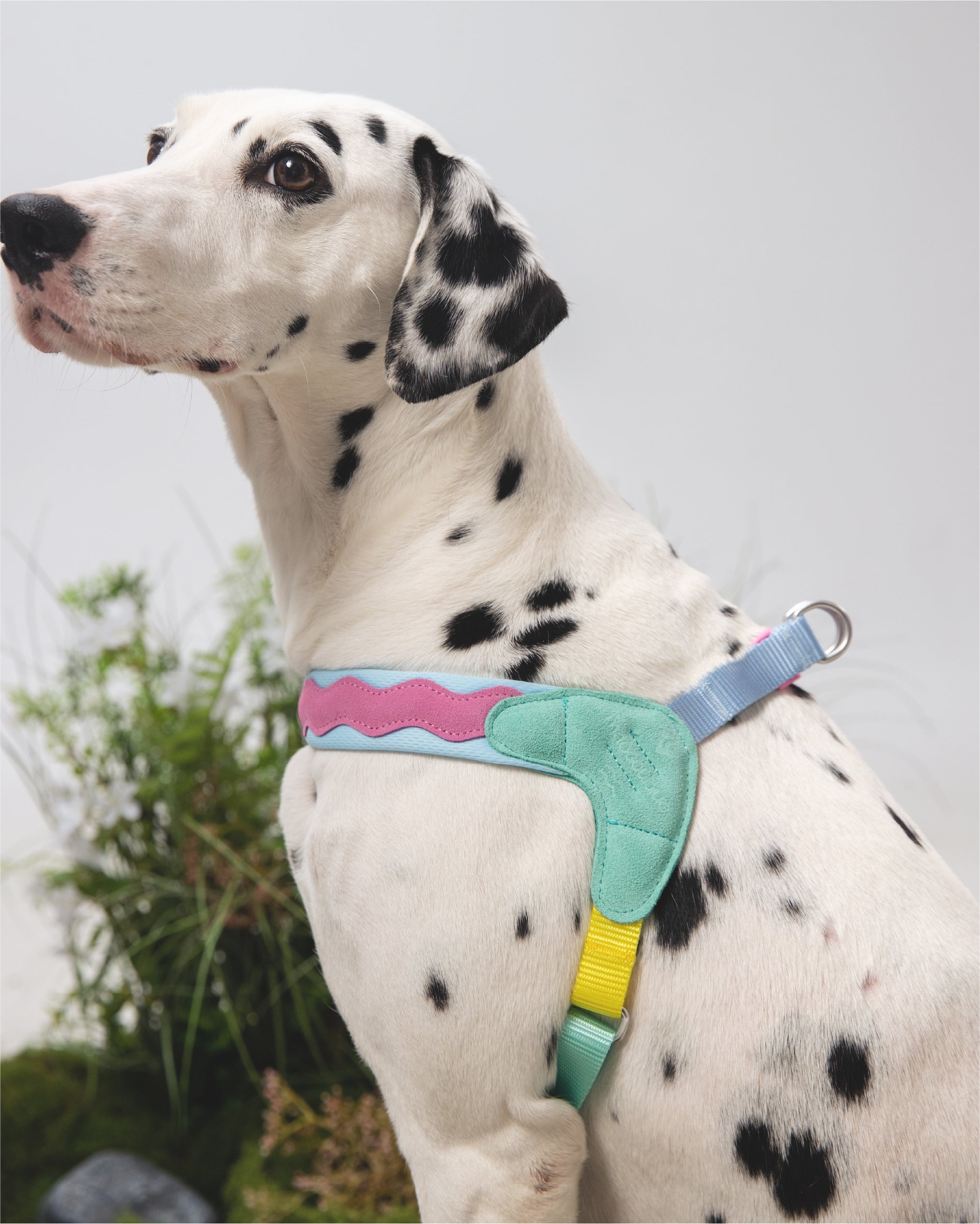 Island V Shaped Dog Harness