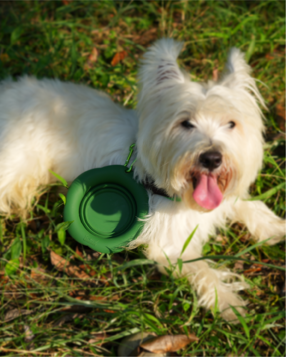 GLUG Collapsible Pet Bowl