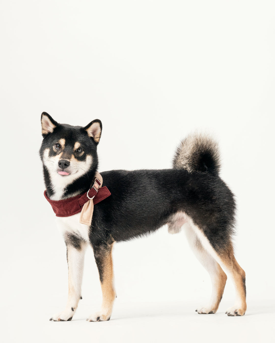 Black and tan dog wearing a red bandana collar on a white background