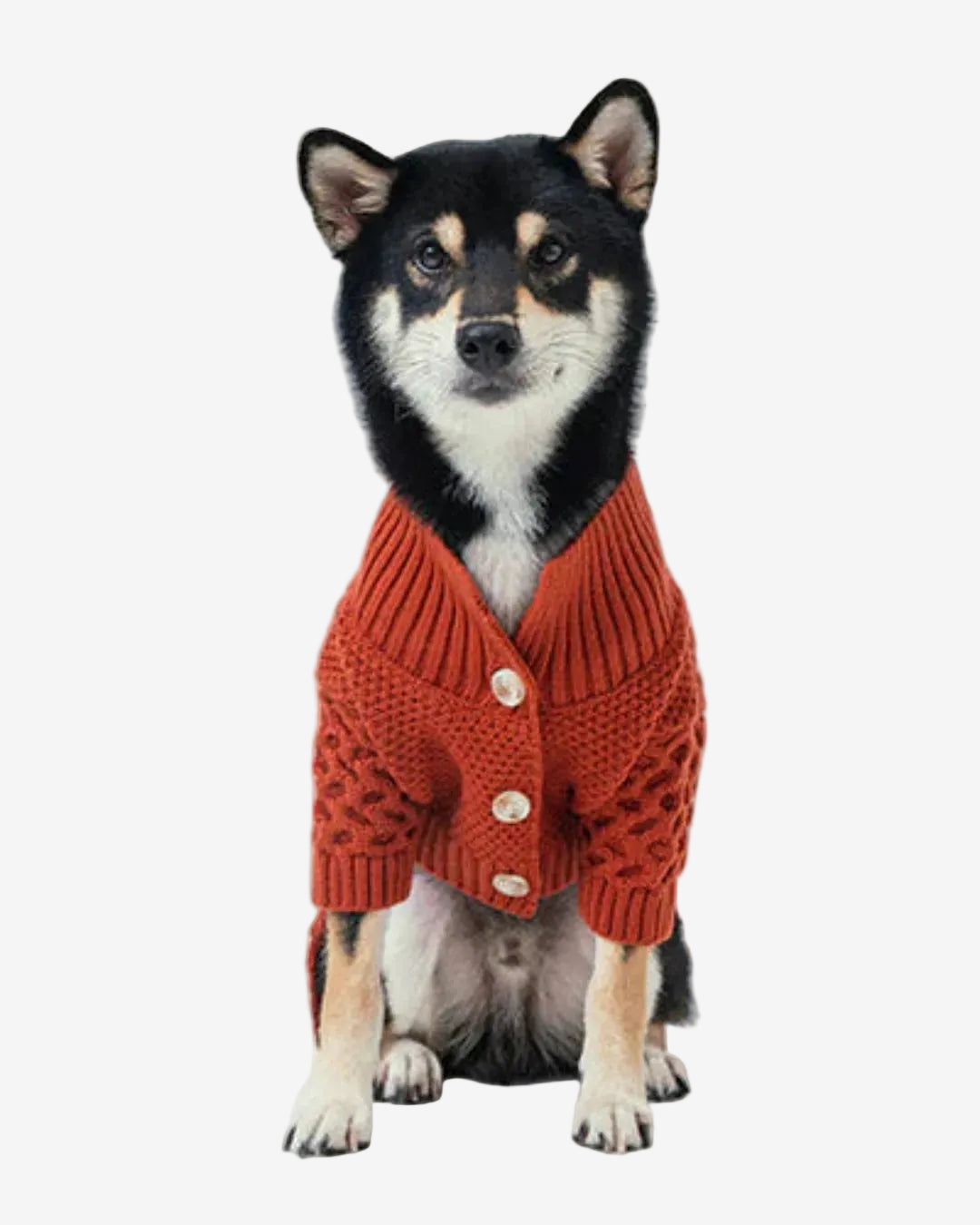 Dog wearing a red sweater on a white background