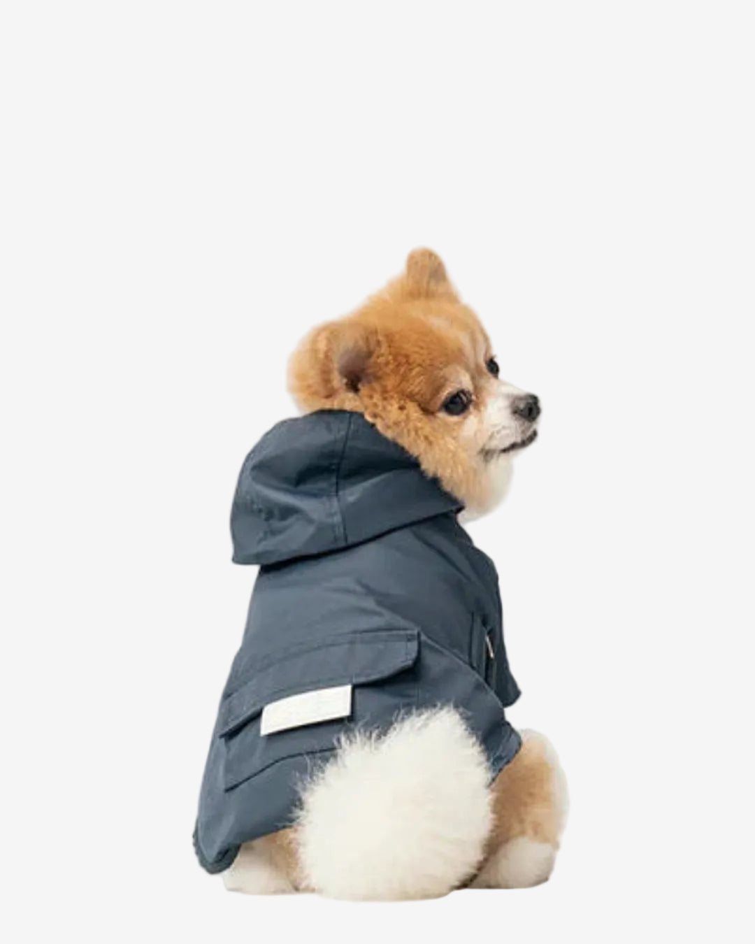 Small dog wearing a blue raincoat on a white background