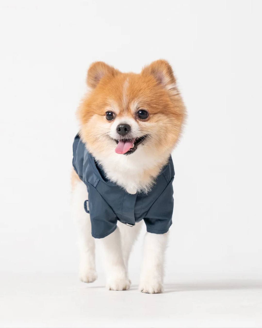 Small dog wearing a blue raincoat on a white background