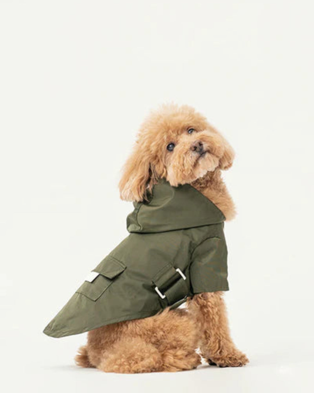Small dog wearing a green raincoat on a white background