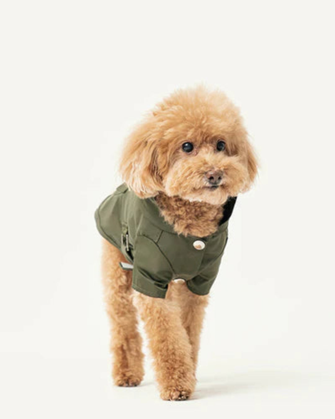 Small dog wearing a green raincoat on a white background
