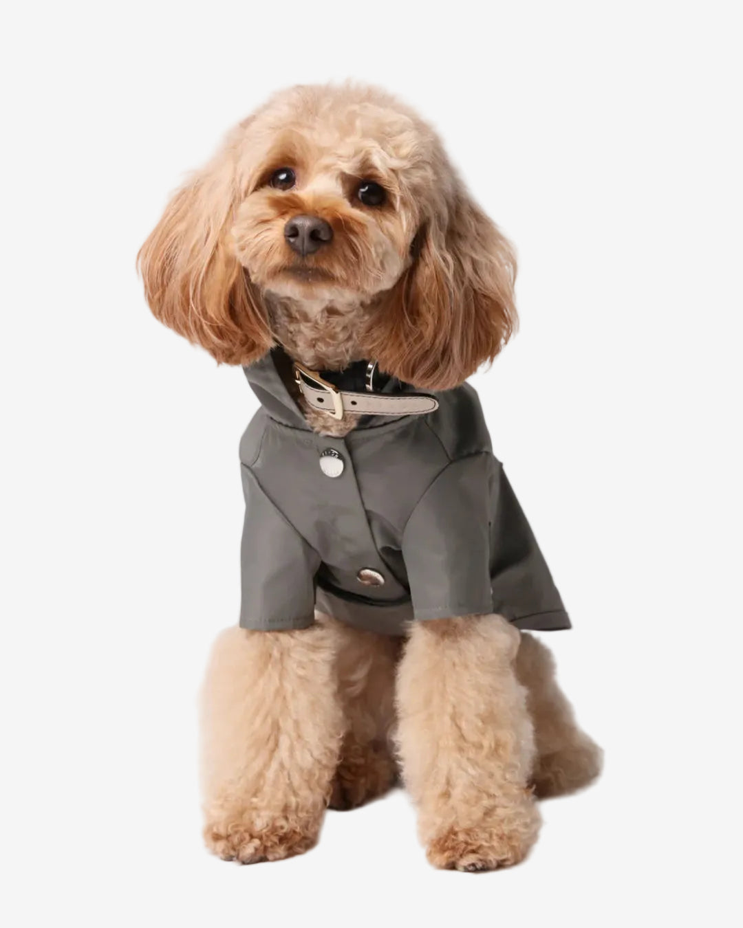 Small dog wearing a gray raincoat on a light gray background