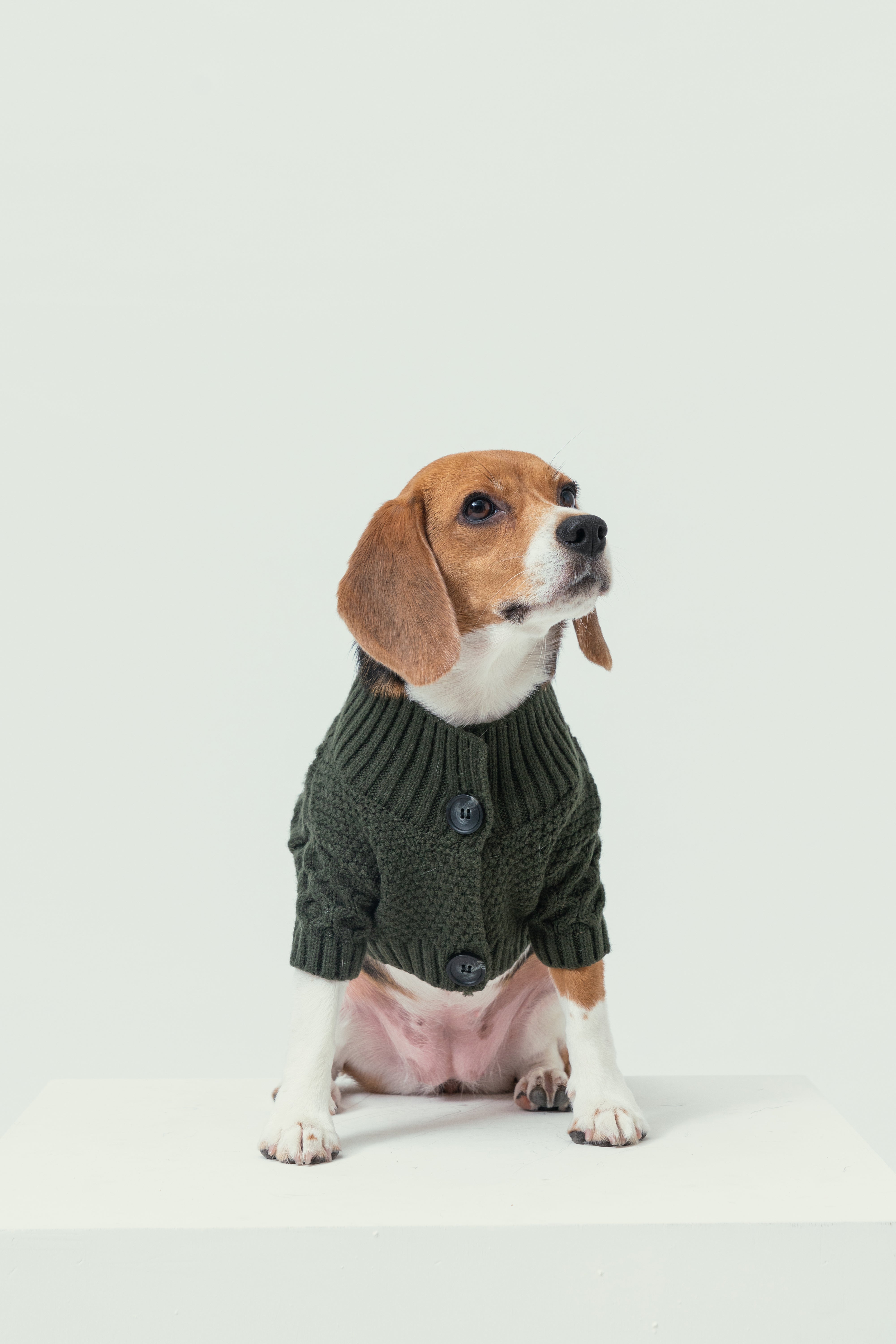 Bert Cardigan Pet Sweater