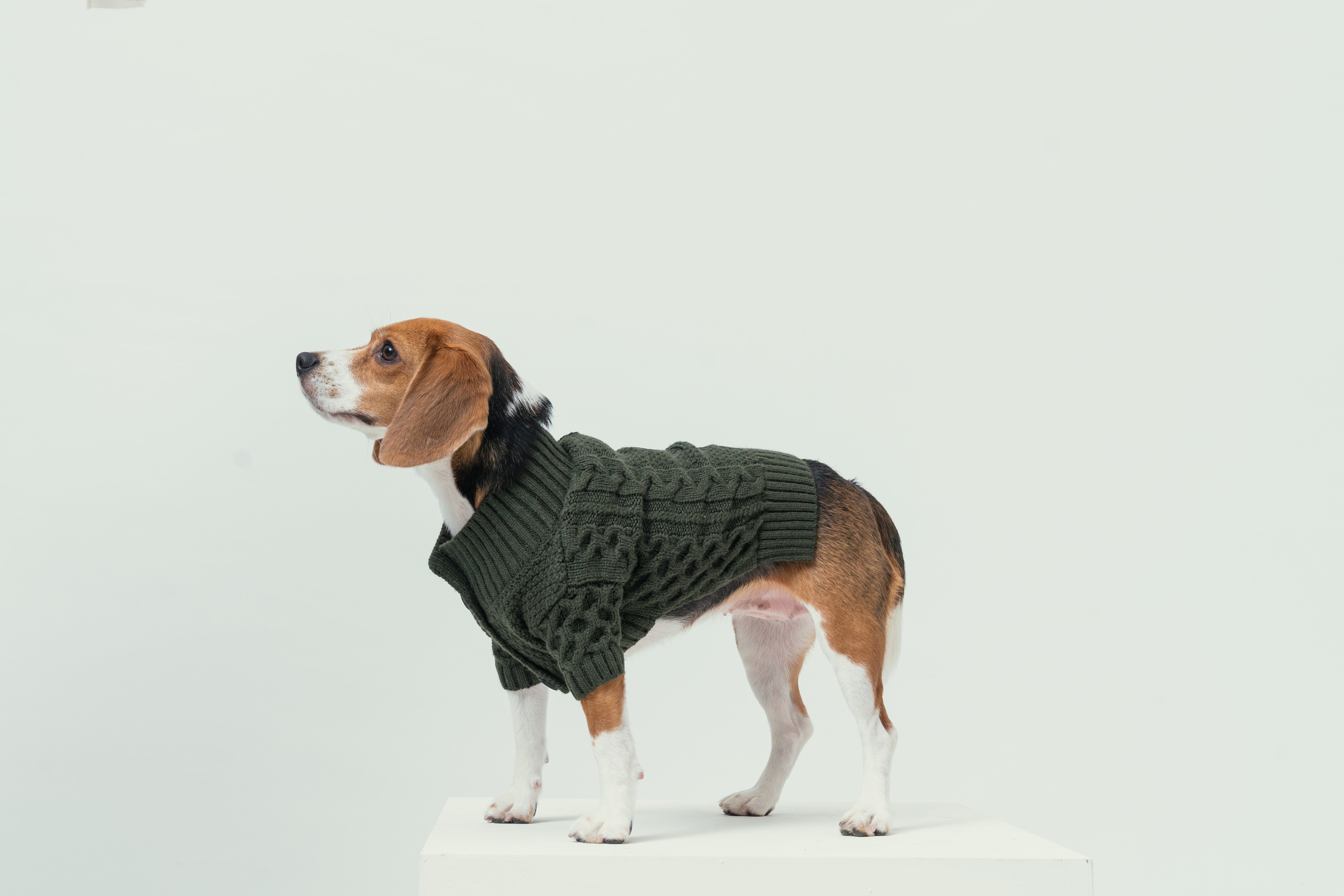 Bert Cardigan Pet Sweater