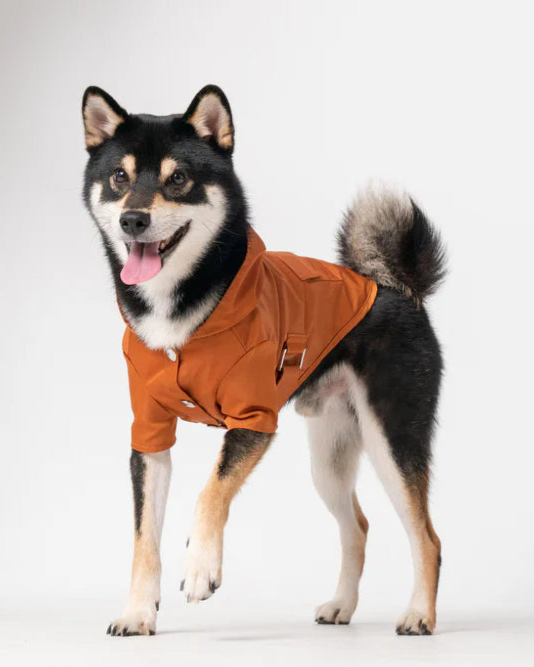 Dog wearing a brown raincoat on a white background